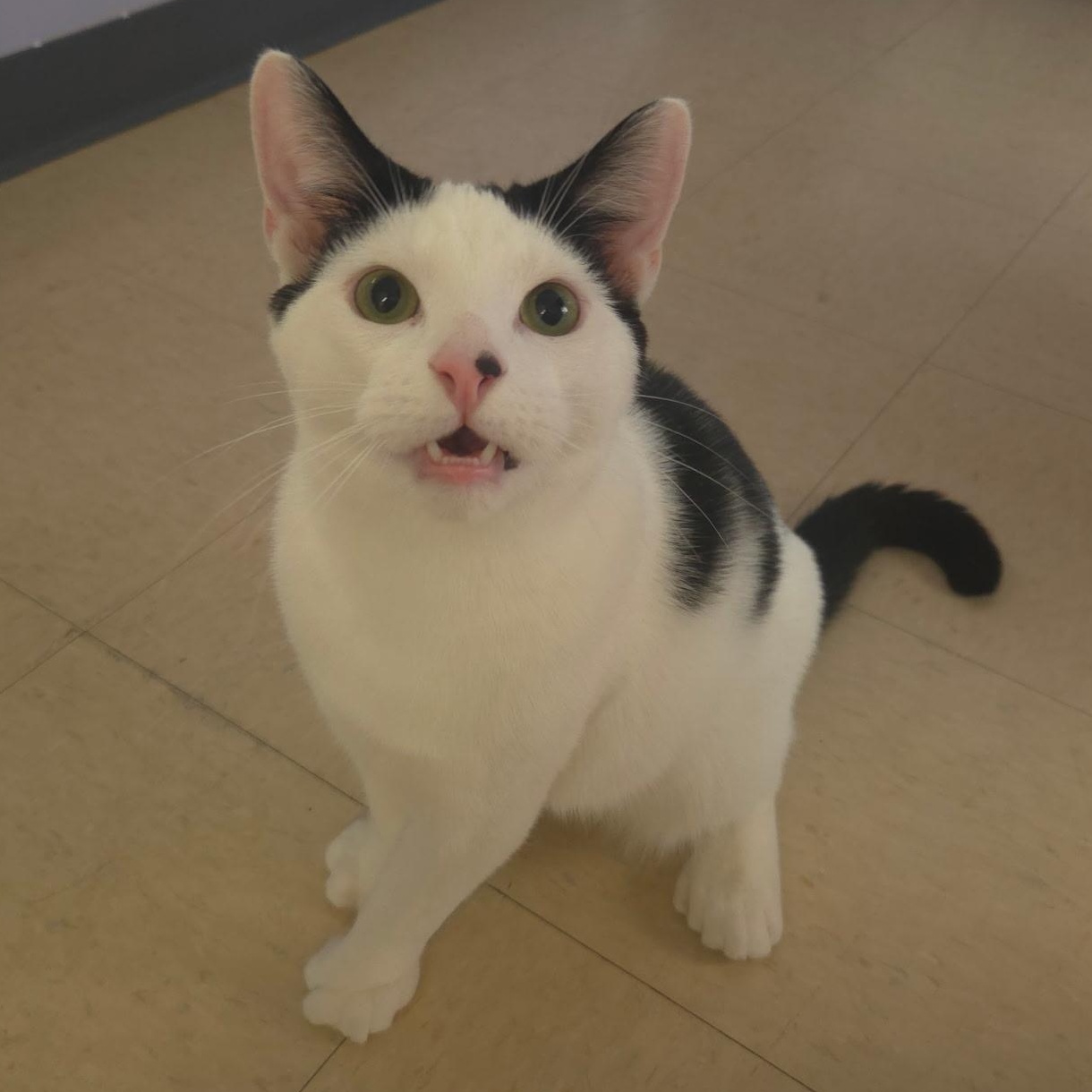 Flick, an adopted Domestic Short Hair in Warwick, RI image 2/5