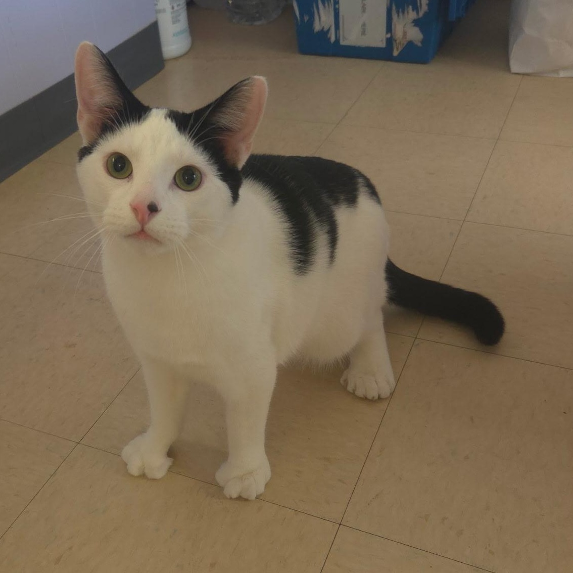 Flick, an adopted Domestic Short Hair in Warwick, RI image 5/5