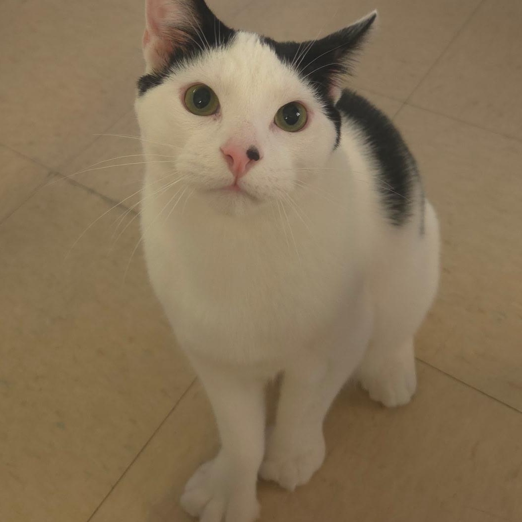Flick, an adopted Domestic Short Hair in Warwick, RI image 3/5