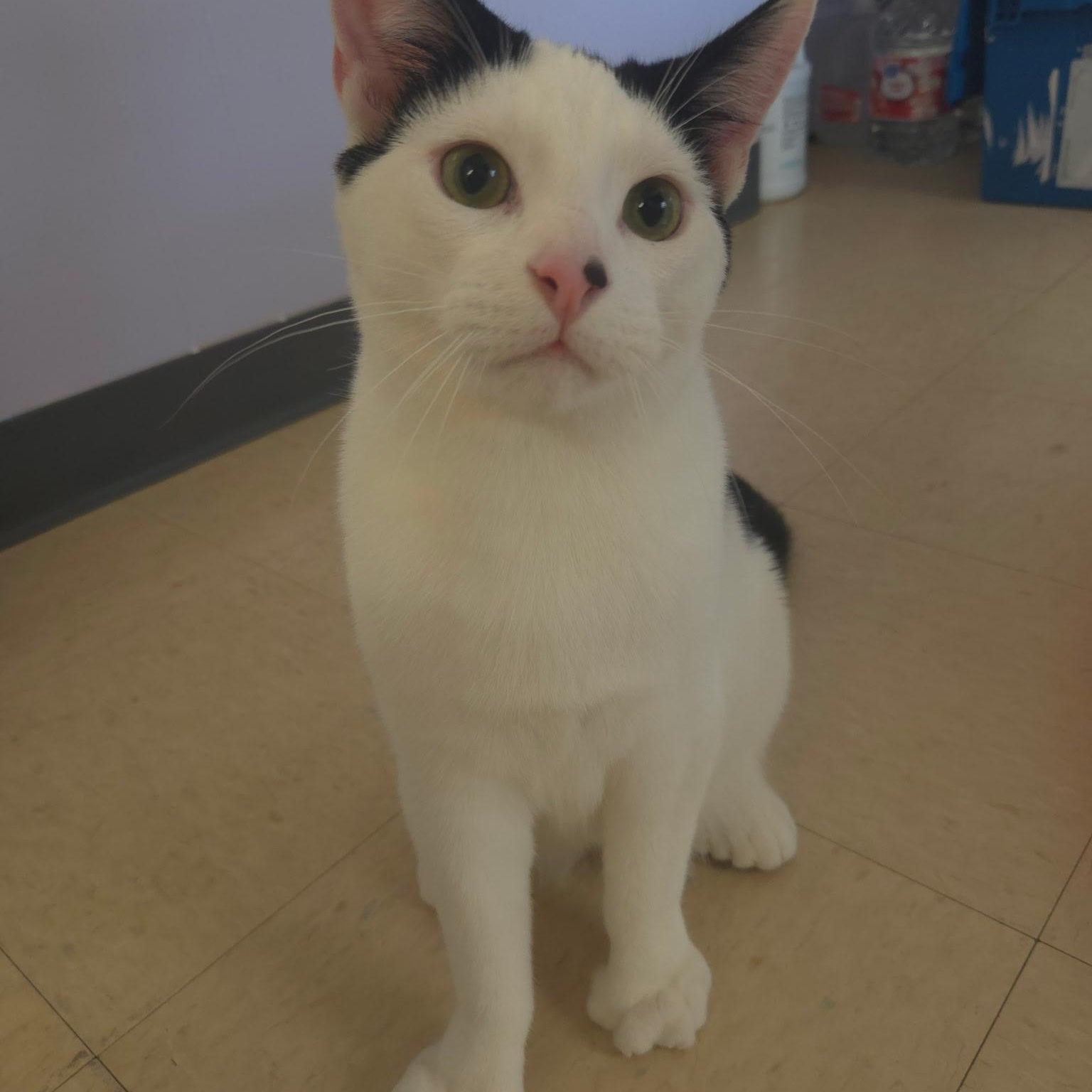 Flick, an adopted Domestic Short Hair in Warwick, RI image 4/5