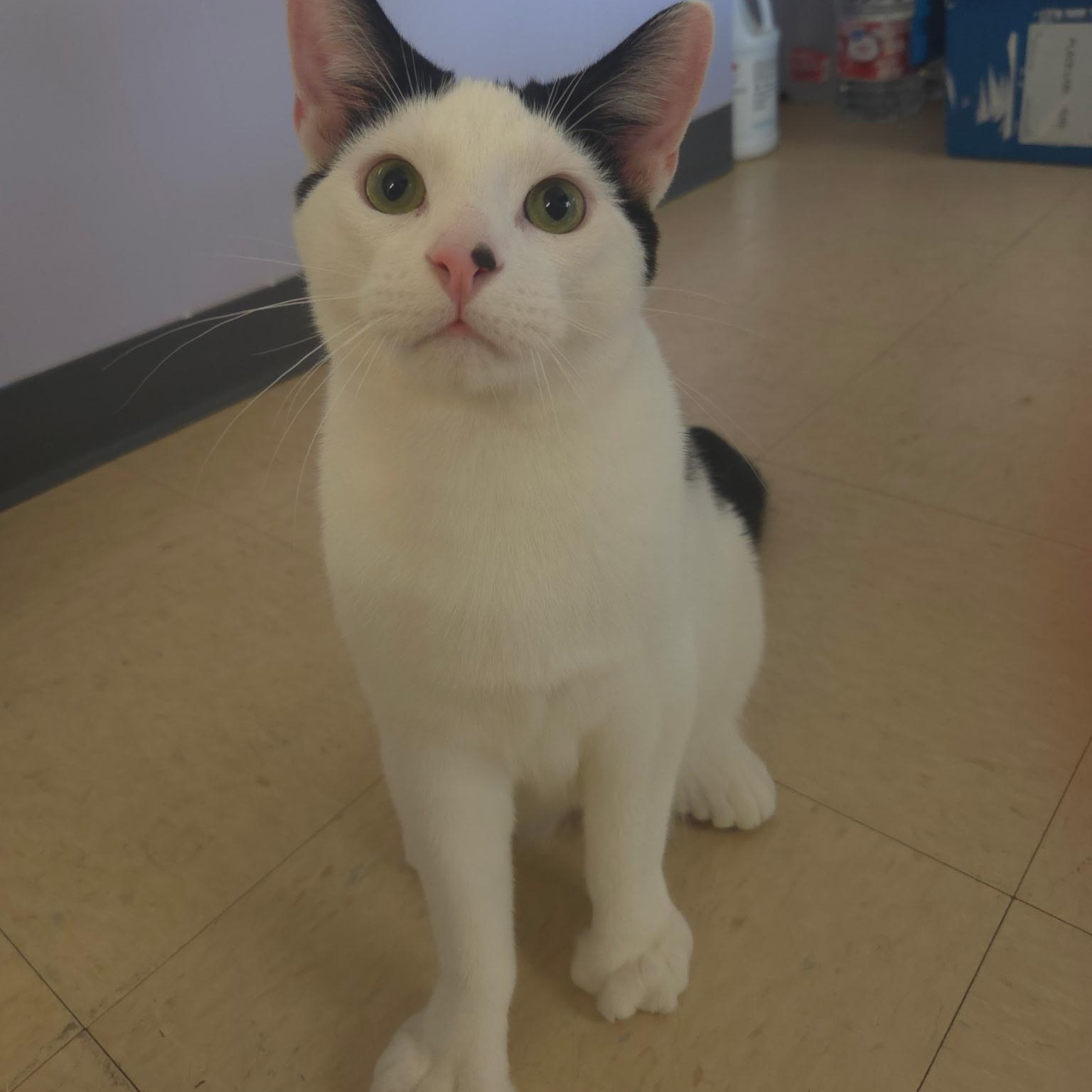 Flick, adopted, Kitten Male Domestic Short Hair.