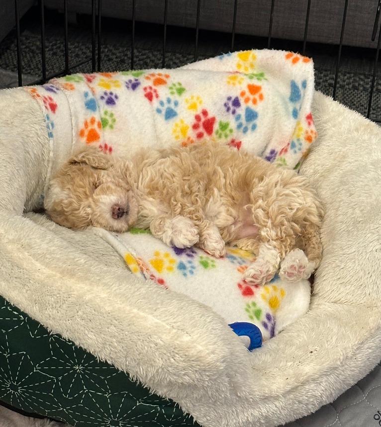 Thrasher, a Adoptable mixed breed in Fayetteville, AR image 1/4