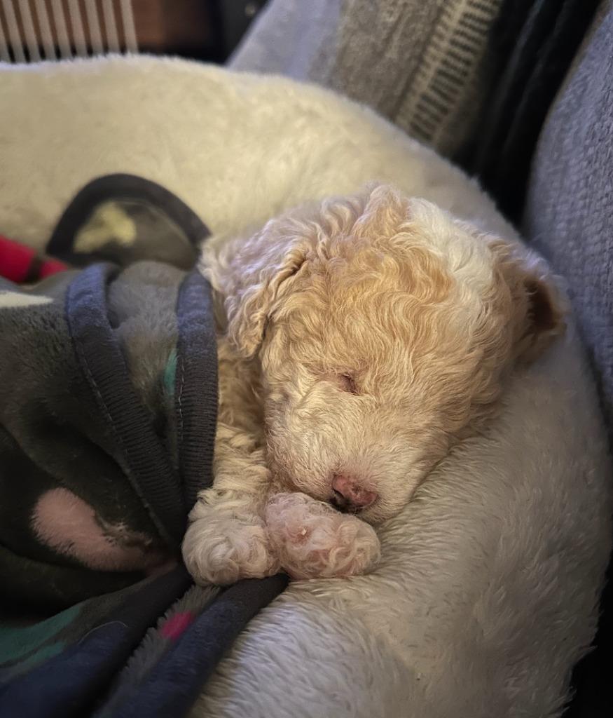 Thrasher, a Adoptable mixed breed in Fayetteville, AR image 2/4