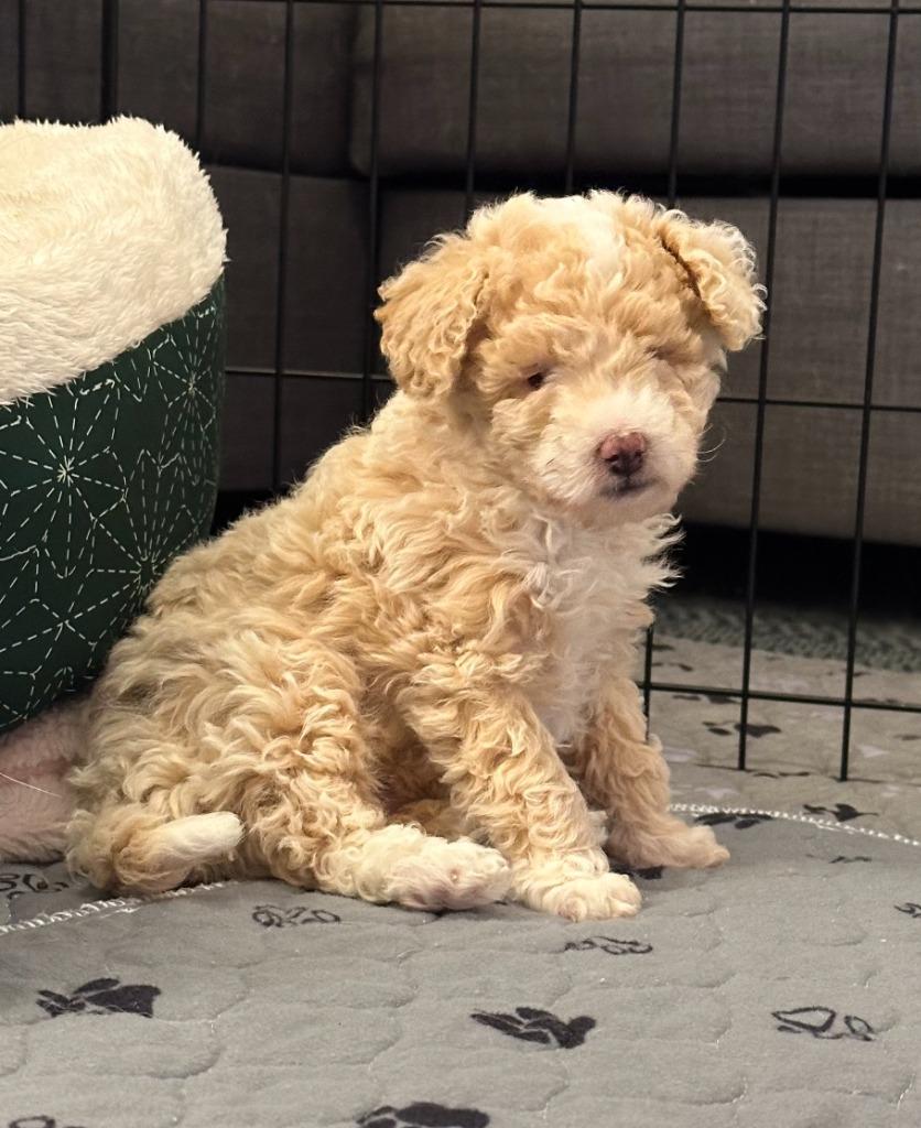 Thrasher, a Adoptable mixed breed in Fayetteville, AR image 3/4