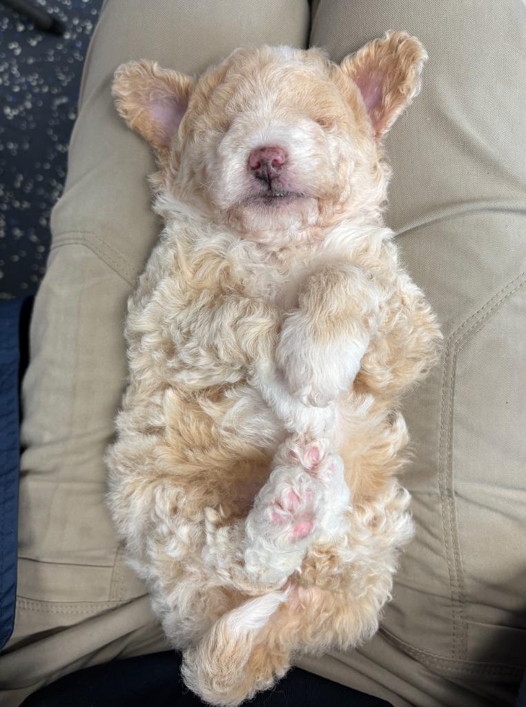 Thrasher, a Adoptable mixed breed in Fayetteville, AR image 4/4