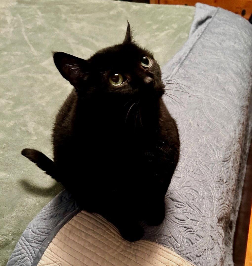 Rosie, a Adoptable Domestic Short Hair in Rootstown, OH image 1/3