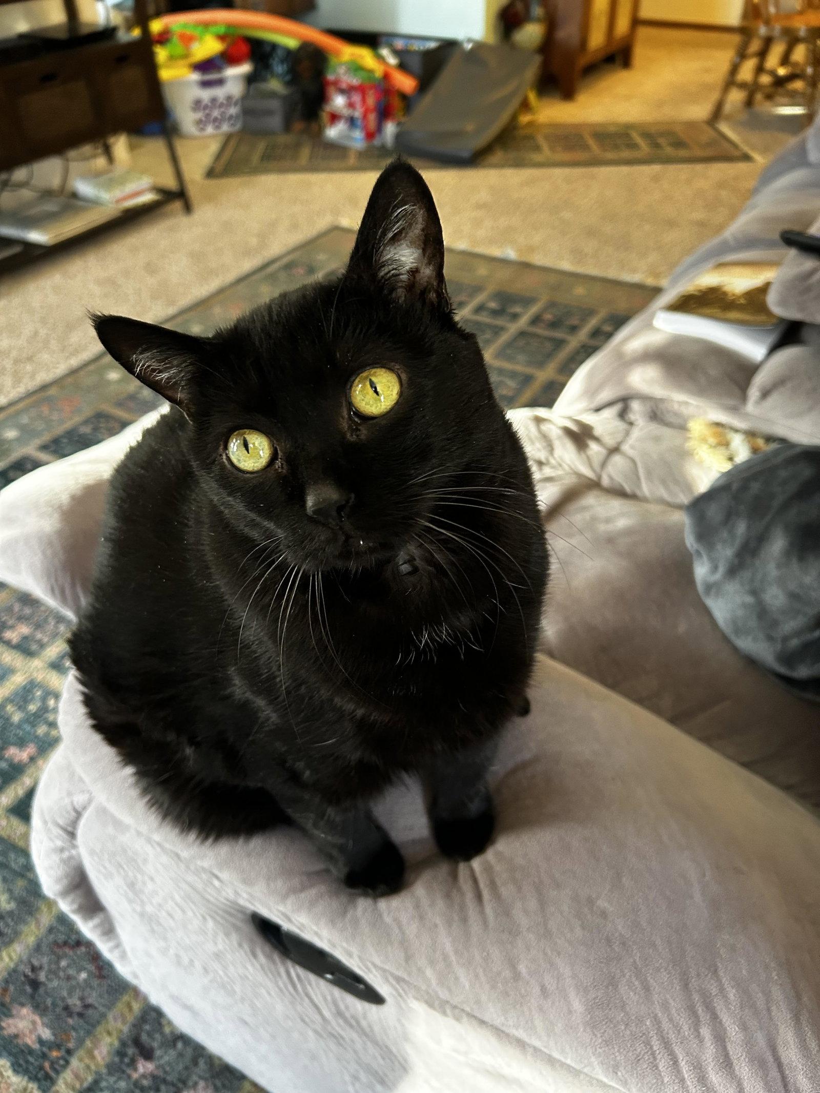 Rosie, a Adoptable Domestic Short Hair in Rootstown, OH image 2/3