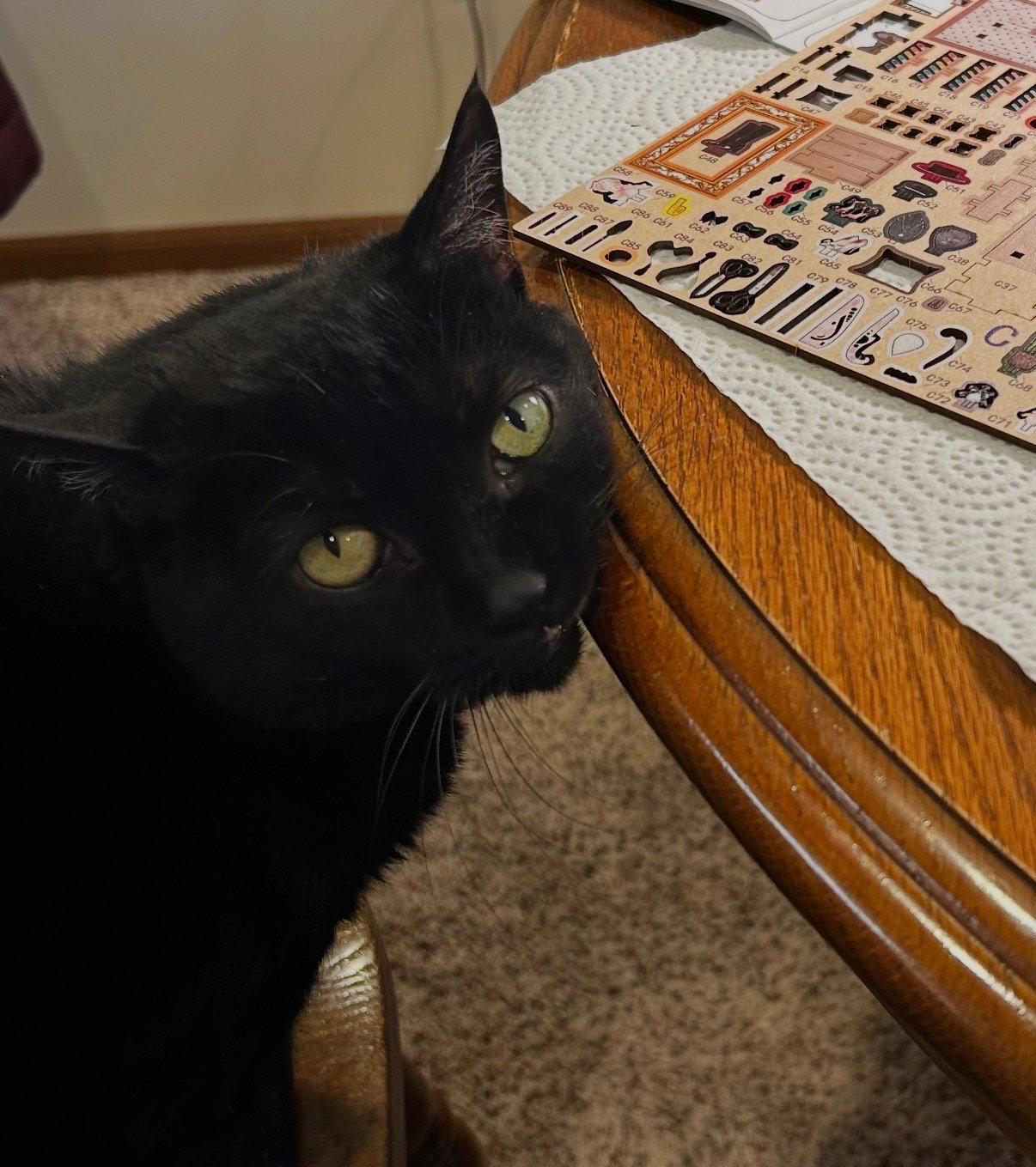 Rosie, a Adoptable Domestic Short Hair in Rootstown, OH image 3/3