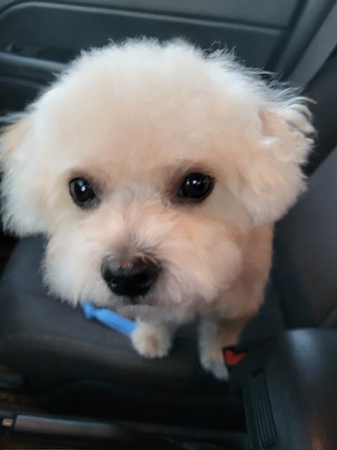 TEDDY, Adoptable, Adult Male Poodle & Maltese.