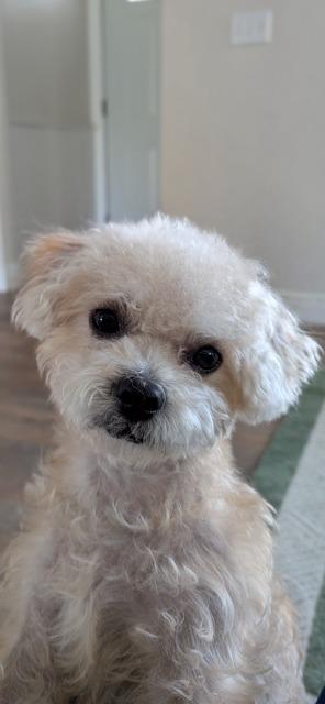 Enlarge TEDDY, a Adoptable mixed breed in Newaygo, MI image 2/2