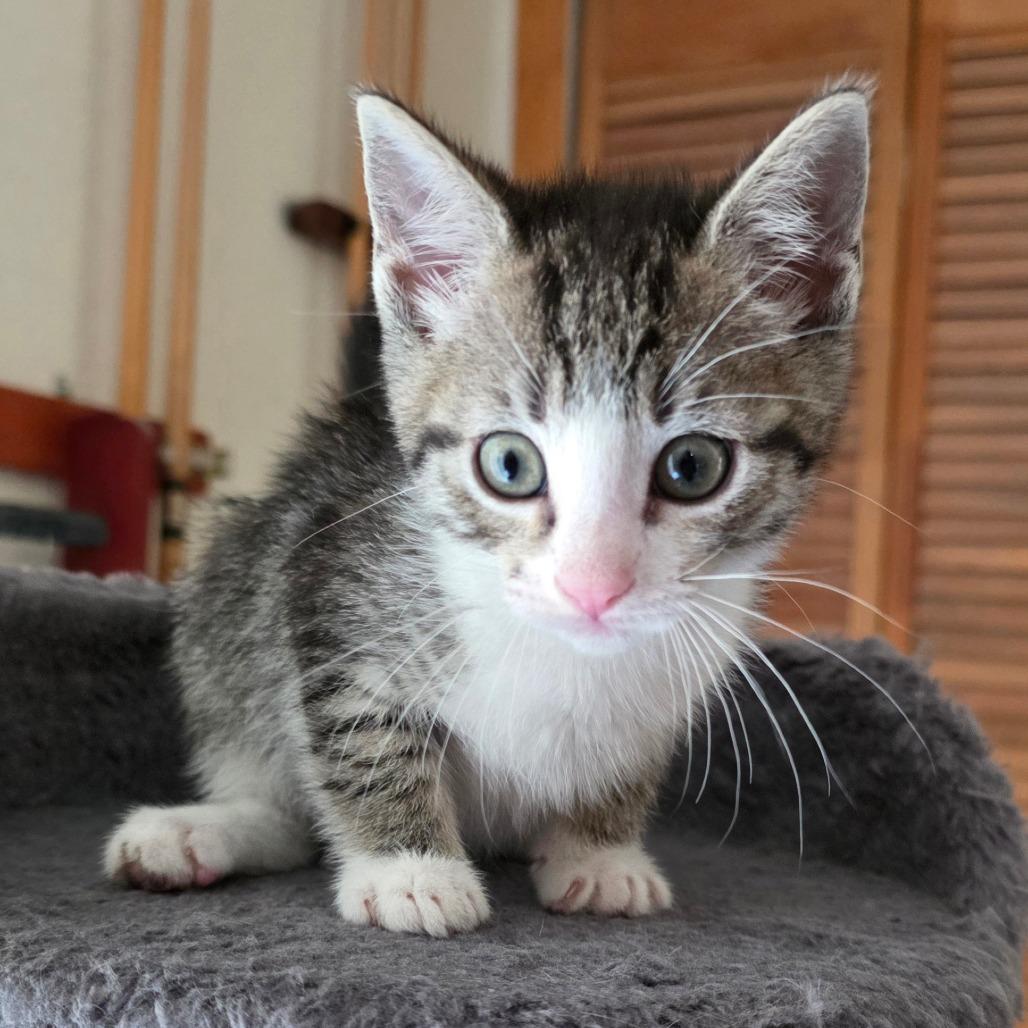 Enlarge Daphne, a Adoptable American Shorthair in Calimesa, CA image 1/1
