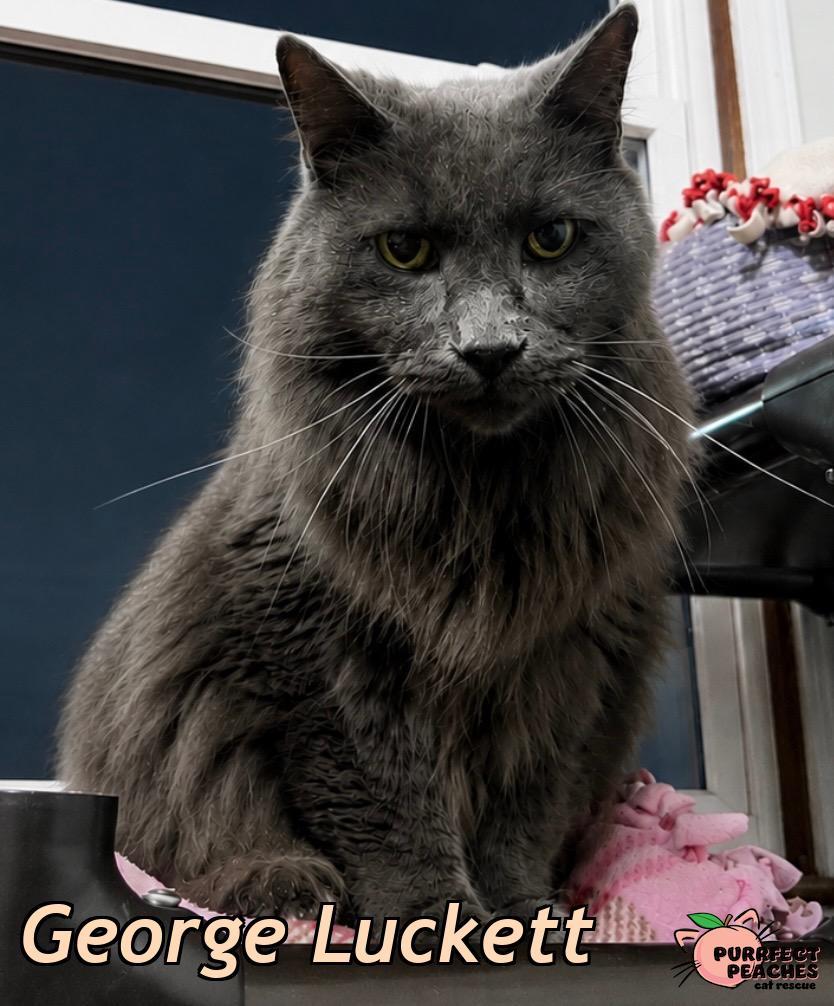 Enlarge George Luckett, a Adoptable mixed breed in Douglasville, GA image 1/1