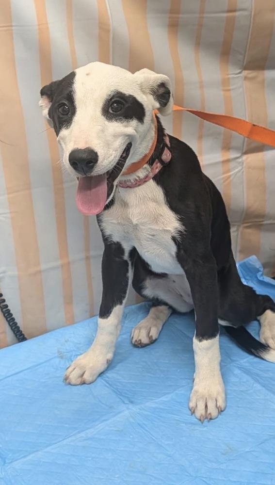 Violet, Adoptable, Puppy Female Terrier.