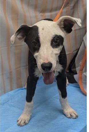 Enlarge Violet, a Adoptable mixed breed in Willingboro, NJ image 2/2