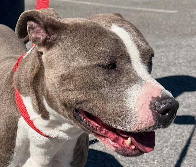 Enlarge May, a Adoptable Pit Bull Terrier in Carrollton, GA image 1/3