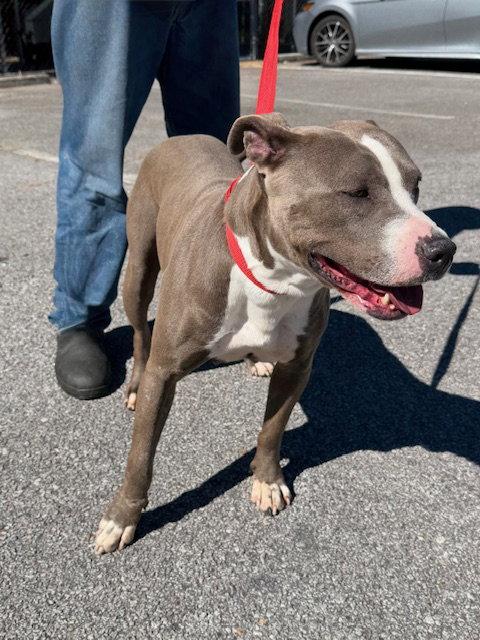 Enlarge May, a Adoptable Pit Bull Terrier in Carrollton, GA image 2/3