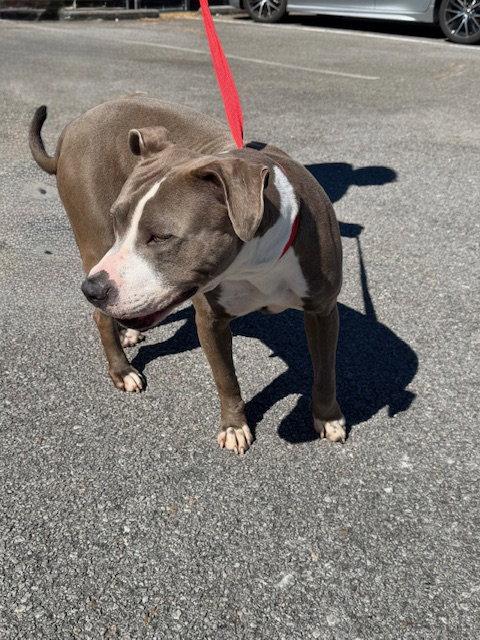 Enlarge May, a Adoptable Pit Bull Terrier in Carrollton, GA image 3/3