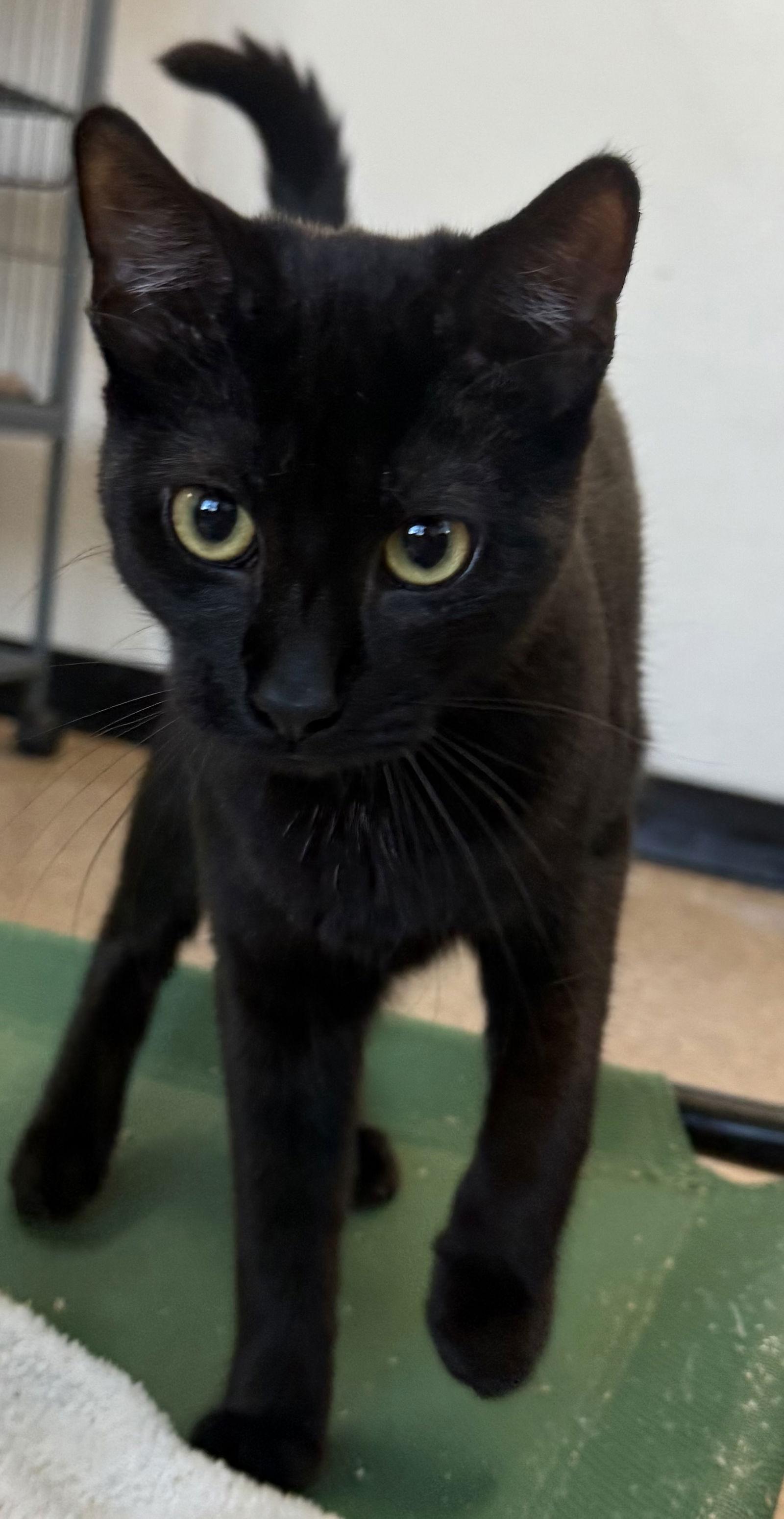 Enlarge Eggs, a Adoptable Domestic Short Hair in Sanford, FL image 1/3