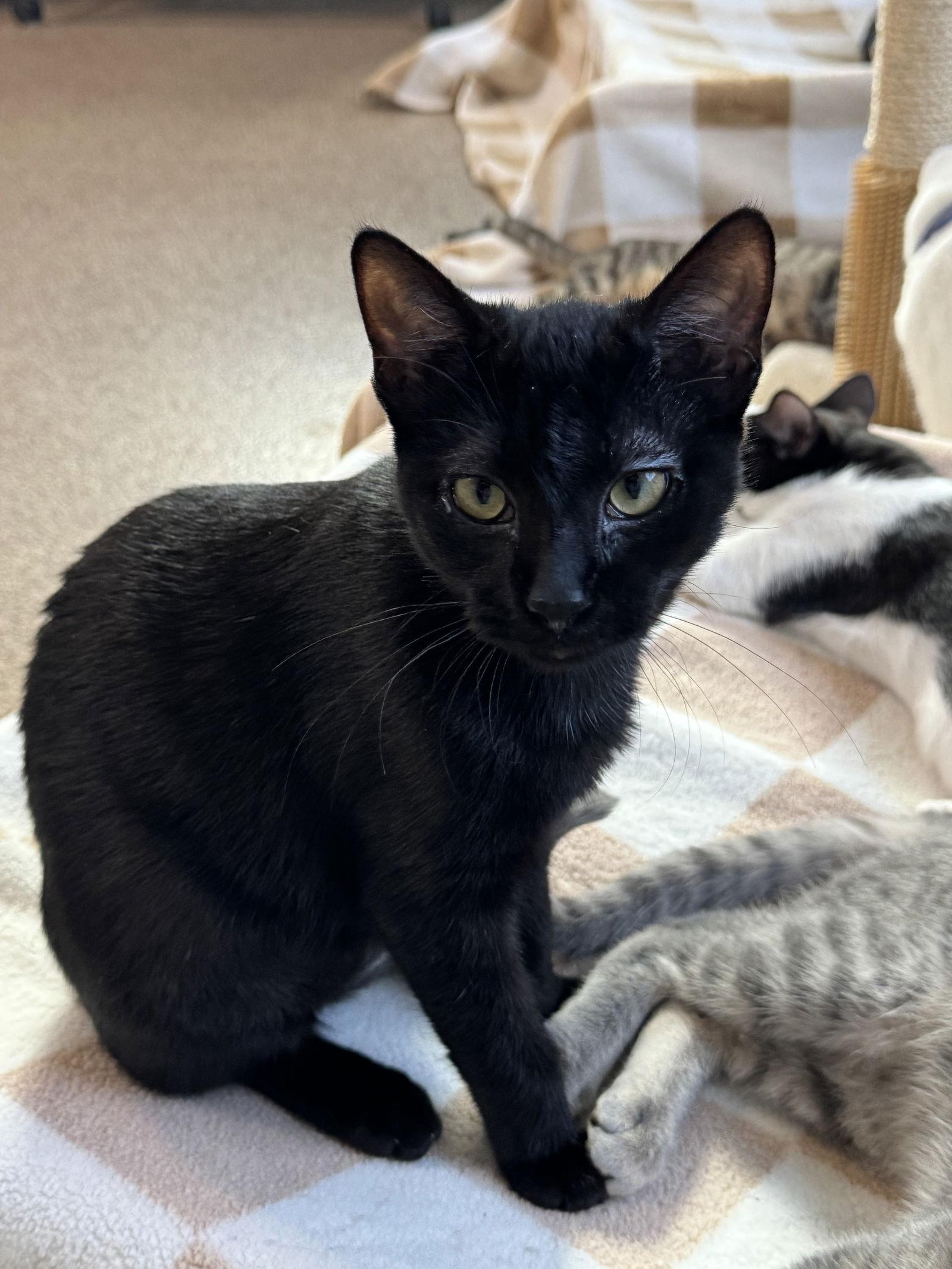 Enlarge Eggs, a Adoptable Domestic Short Hair in Sanford, FL image 3/3