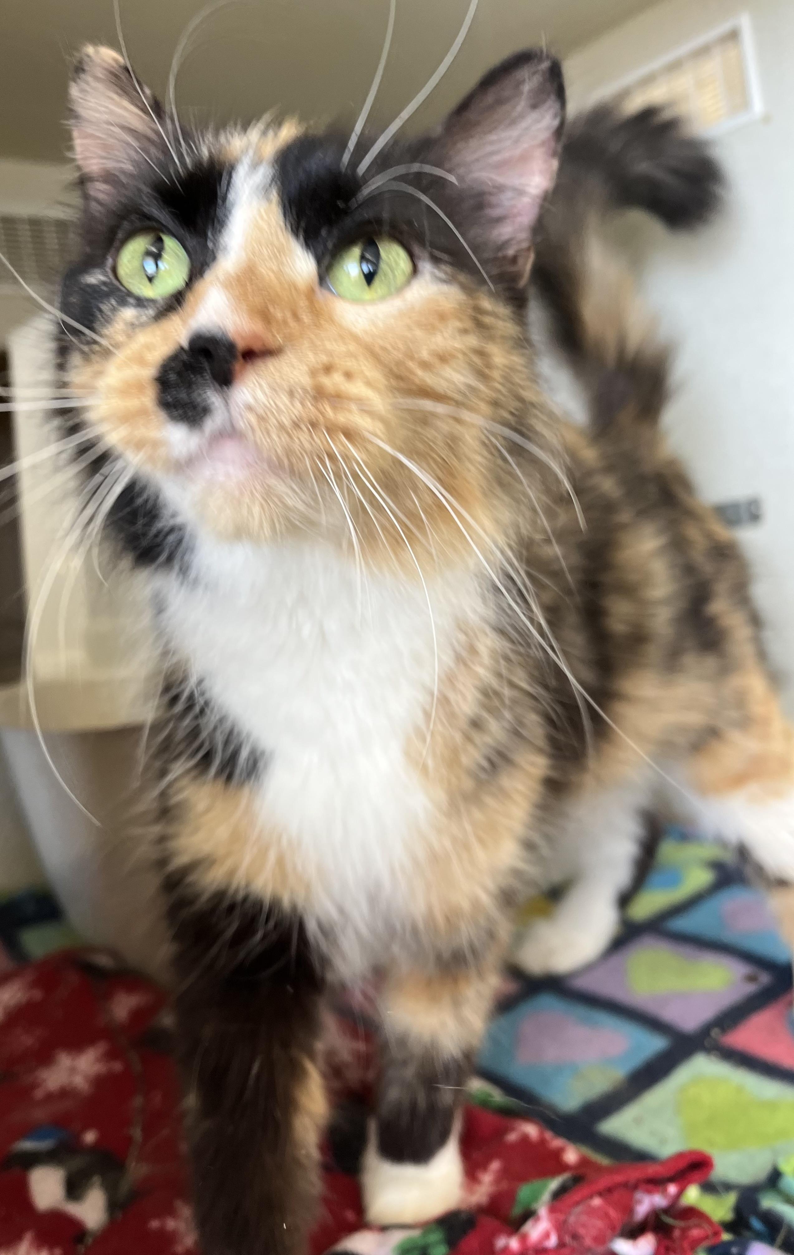 Enlarge Violet, a ADOPTABLE Domestic Long Hair in Moline, IL image 3/6