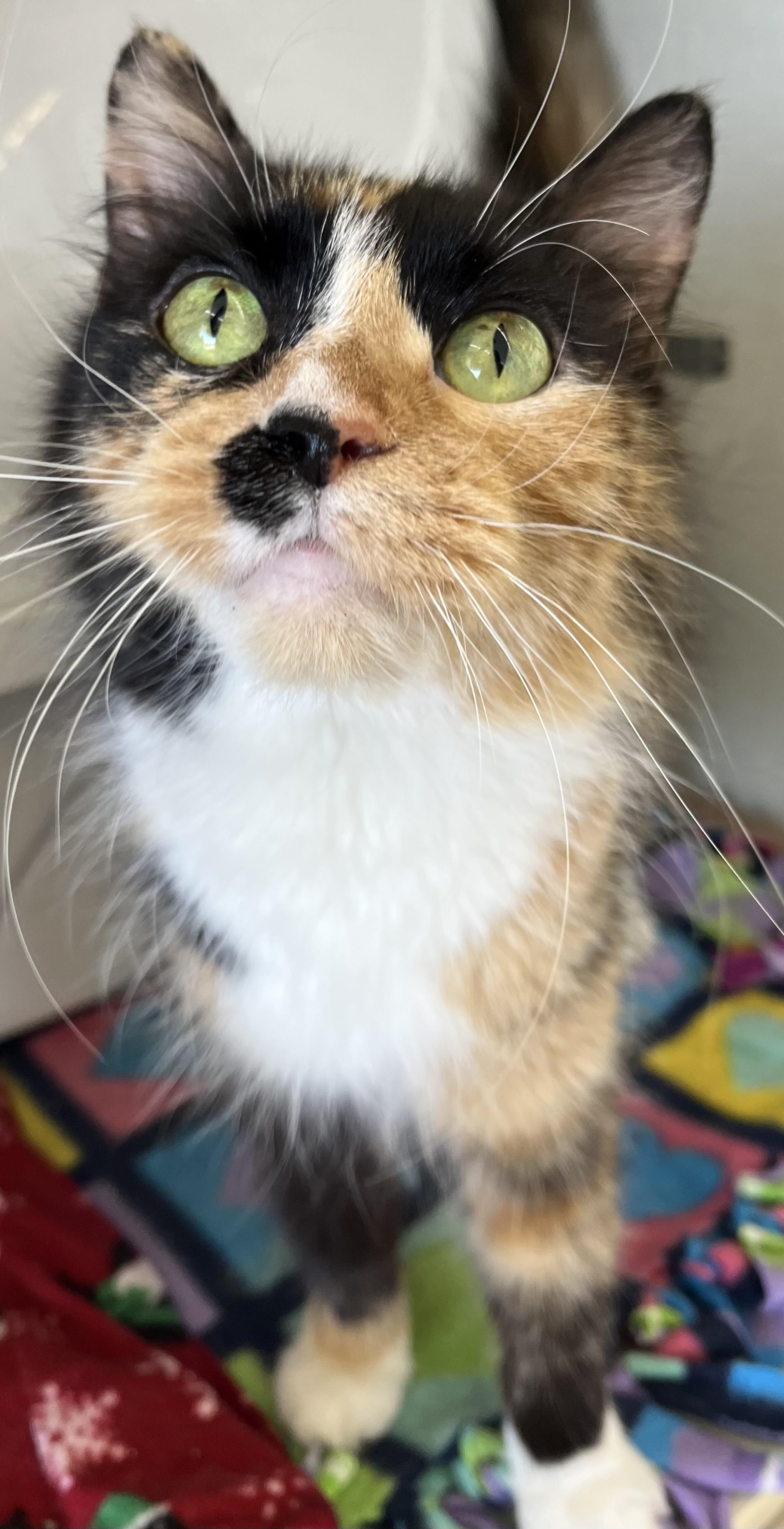 Enlarge Violet, a ADOPTABLE Domestic Long Hair in Moline, IL image 4/6