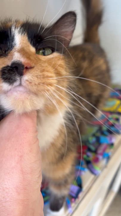 Enlarge Violet, a ADOPTABLE Domestic Long Hair in Moline, IL video 2/6