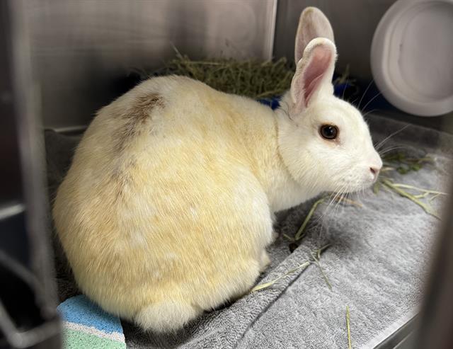 Enlarge GERTRUDE, a Adoptable Bunny Rabbit in Palo Alto, CA image 1/1