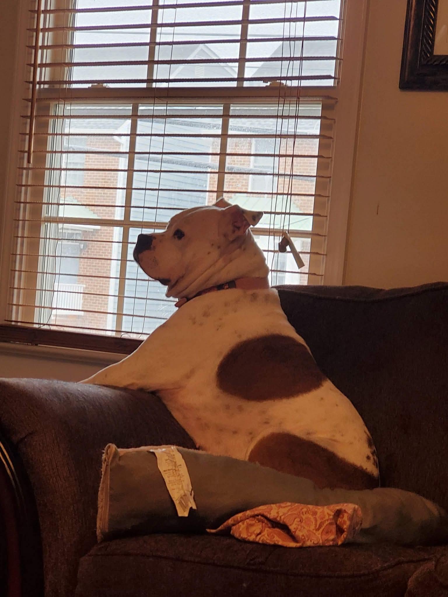 Molly (courtesy posting)