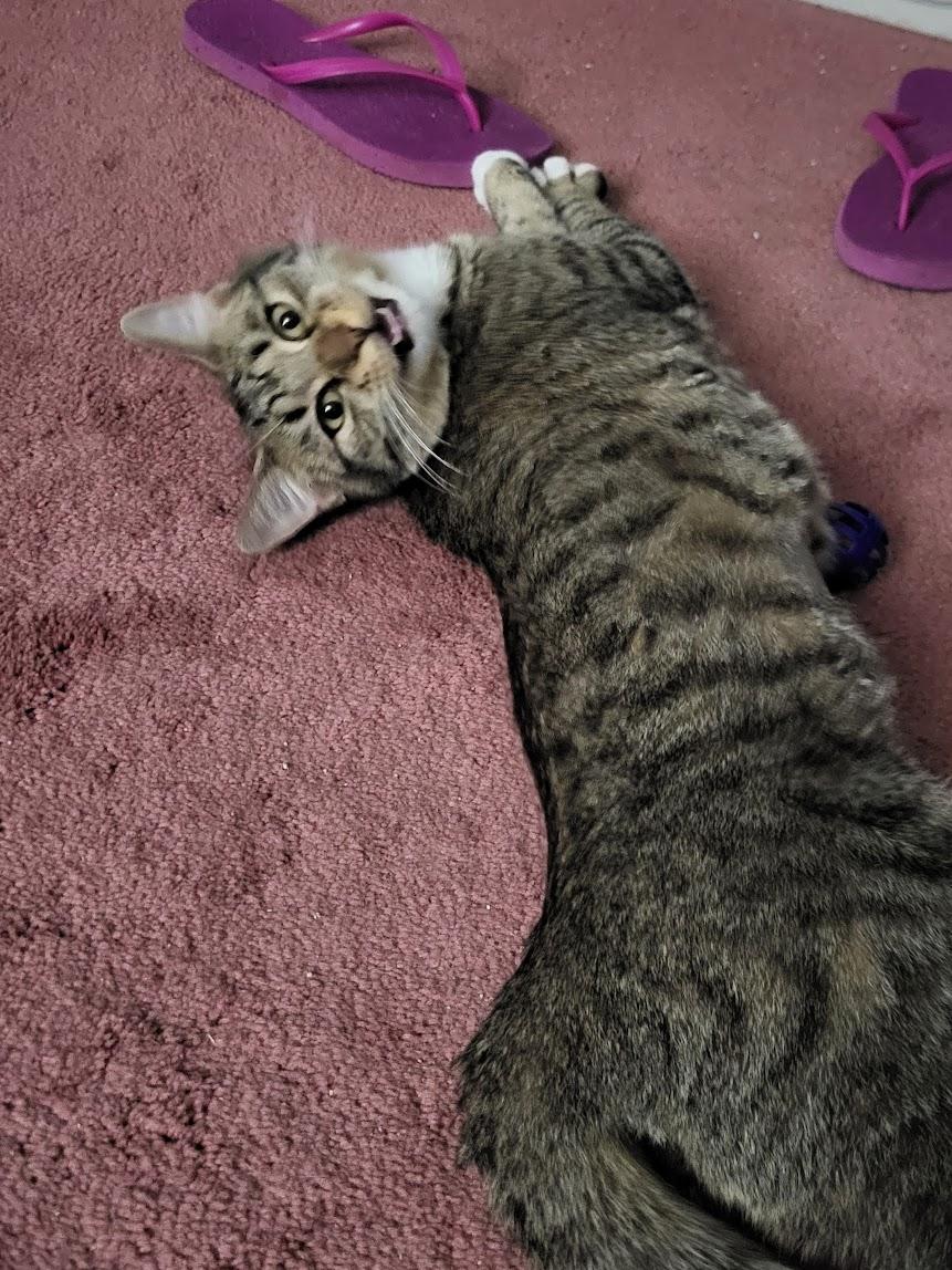 Molly, a Adoptable mixed breed in Allentown, PA image 2/2