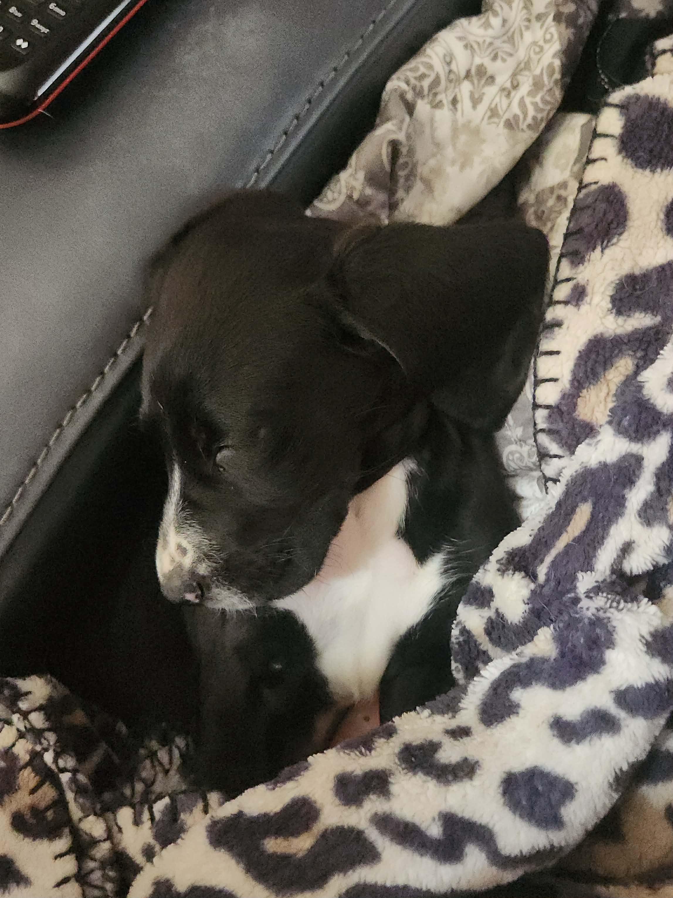 Enlarge Dixie, a ADOPTABLE mixed breed in Owensboro, KY image 6/6