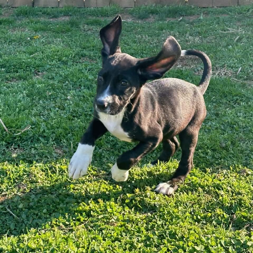 Enlarge Dixie, a ADOPTABLE mixed breed in Owensboro, KY image 2/6