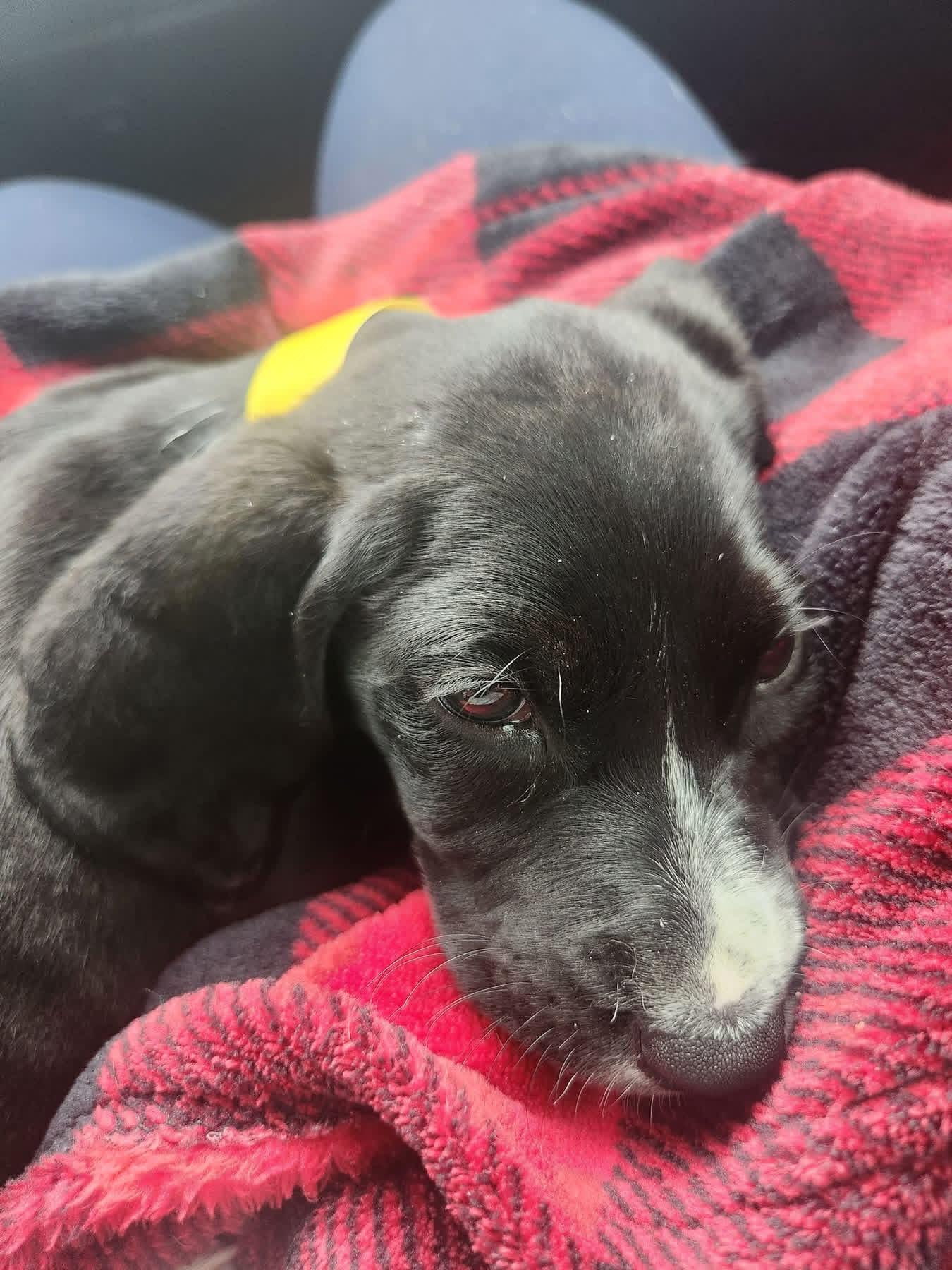 Enlarge Dixie, a ADOPTABLE mixed breed in Owensboro, KY image 3/6