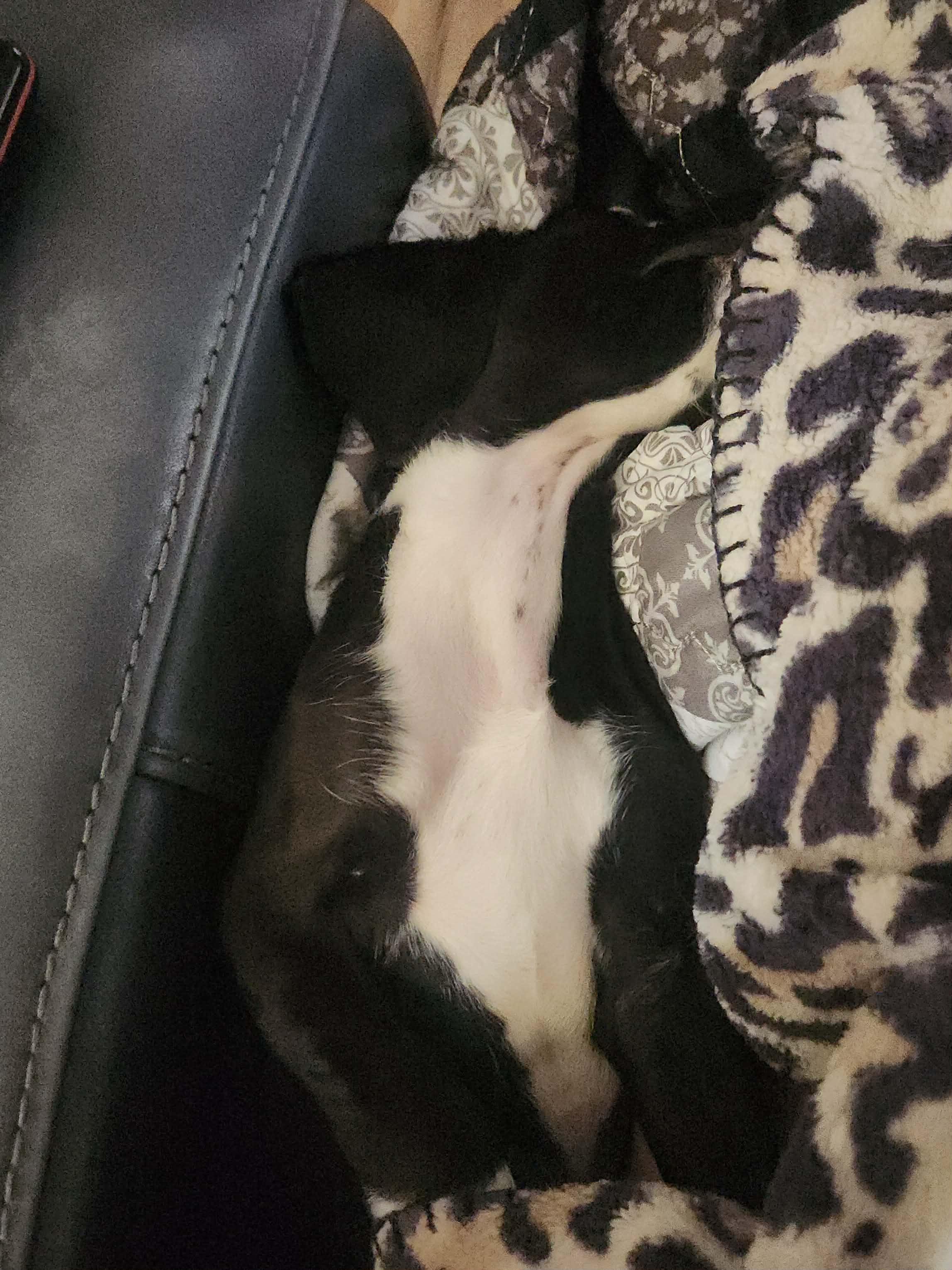 Enlarge Dixie, a ADOPTABLE mixed breed in Owensboro, KY image 5/6