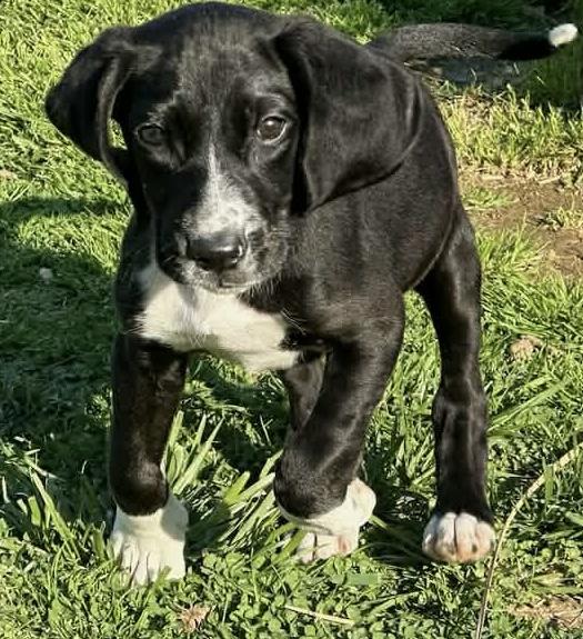 Dixie, ADOPTABLE, Puppy Female Hound.