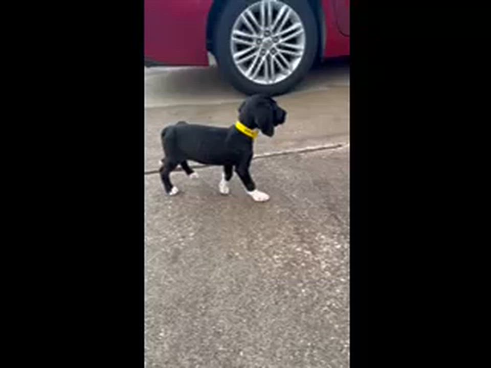 Enlarge Dixie, a ADOPTABLE mixed breed in Owensboro, KY video 4/6