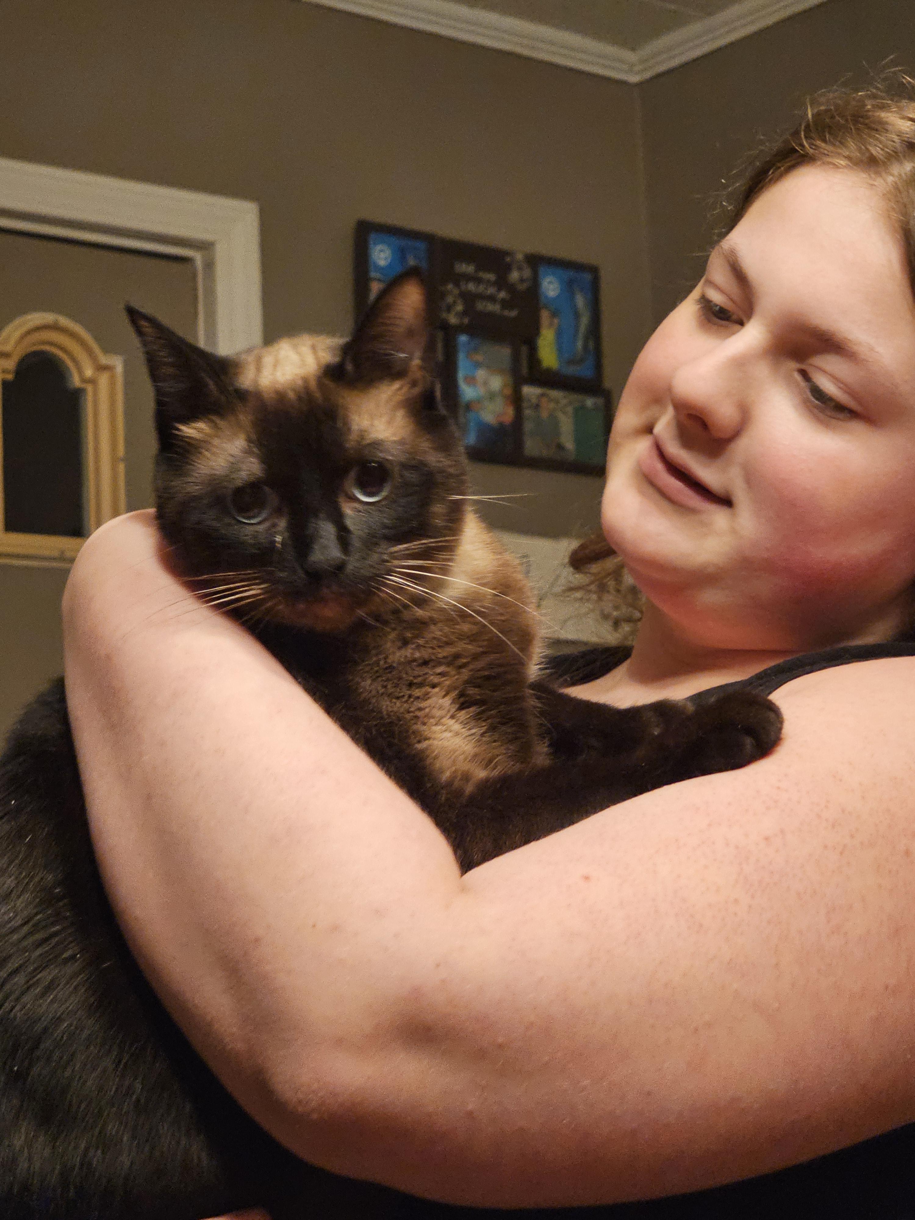 Turquoise, adopted, Adult Female Siamese.