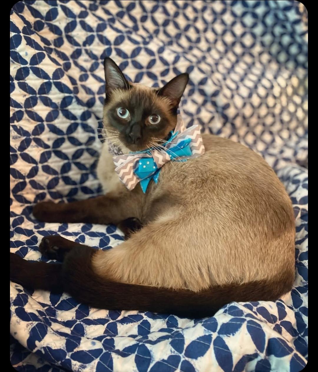Turquoise, an adopted Siamese in Central City, KY image 2/5