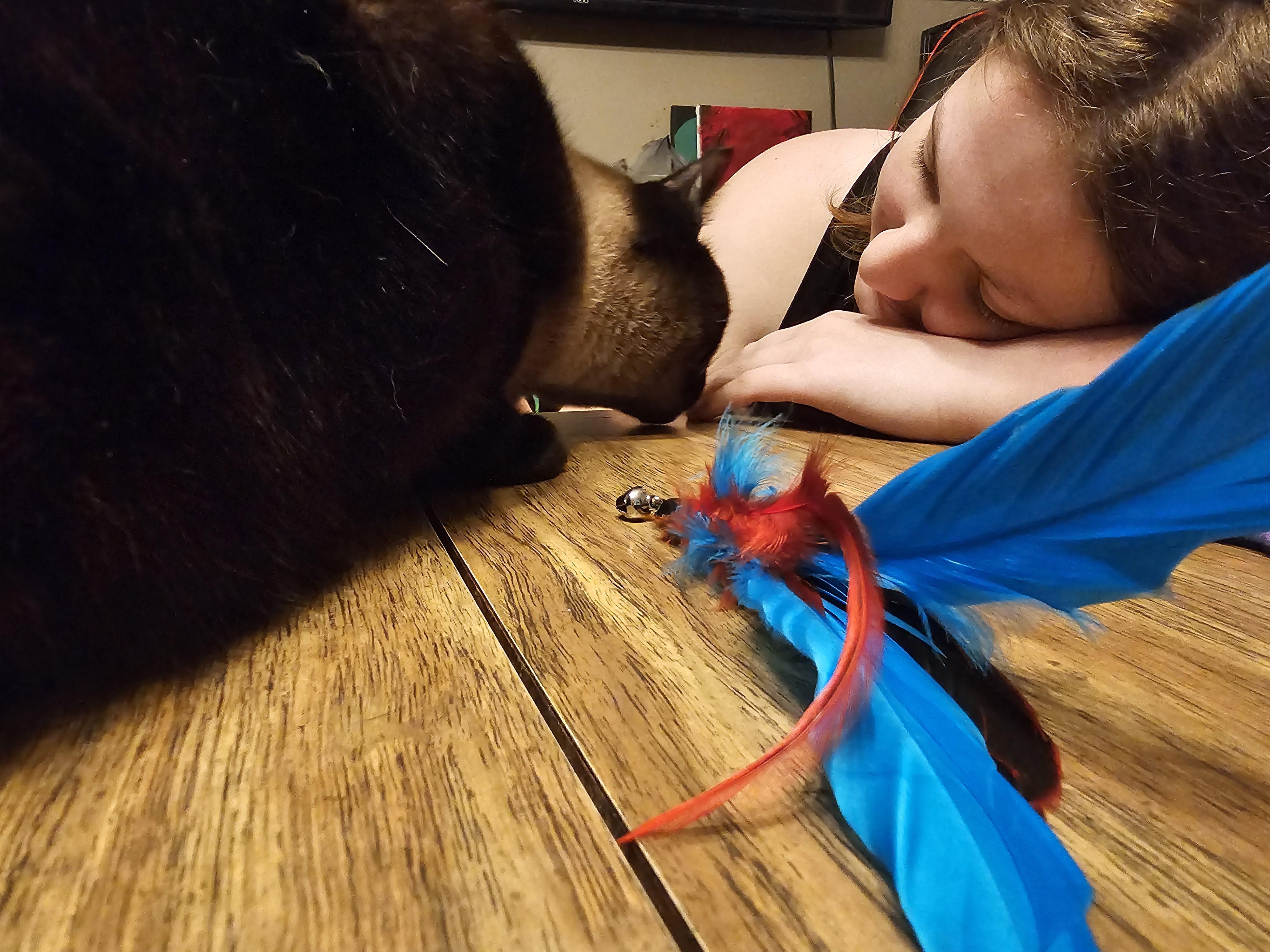 Turquoise, an adopted Siamese in Central City, KY image 3/5