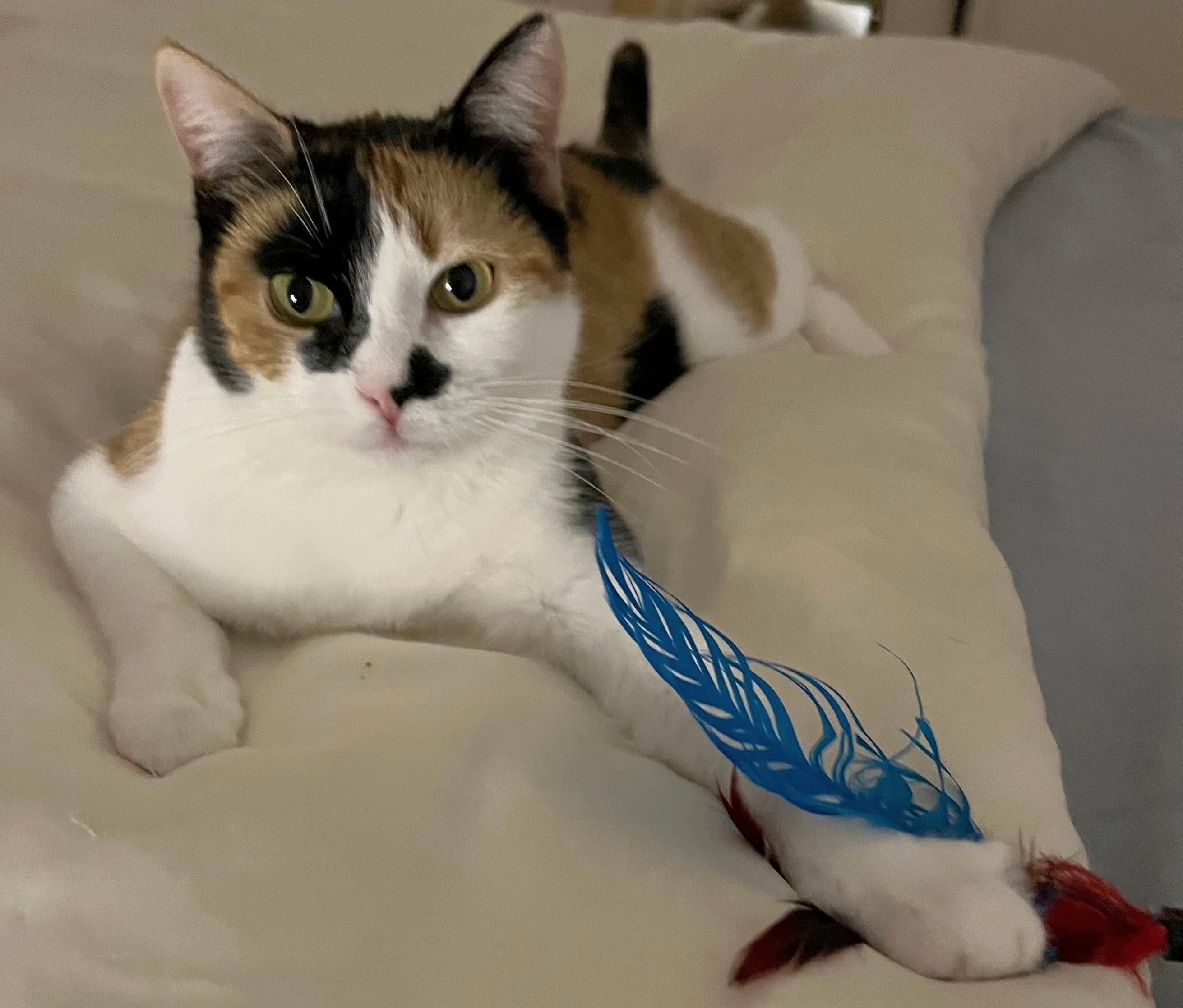 Cindy (Reduced adoption fee), adopted, Young Female Domestic Short Hair.