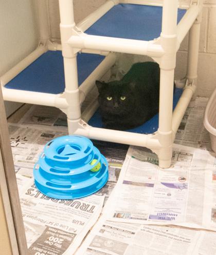 Midnight, ADOPTABLE, Adult Male Domestic Short Hair.