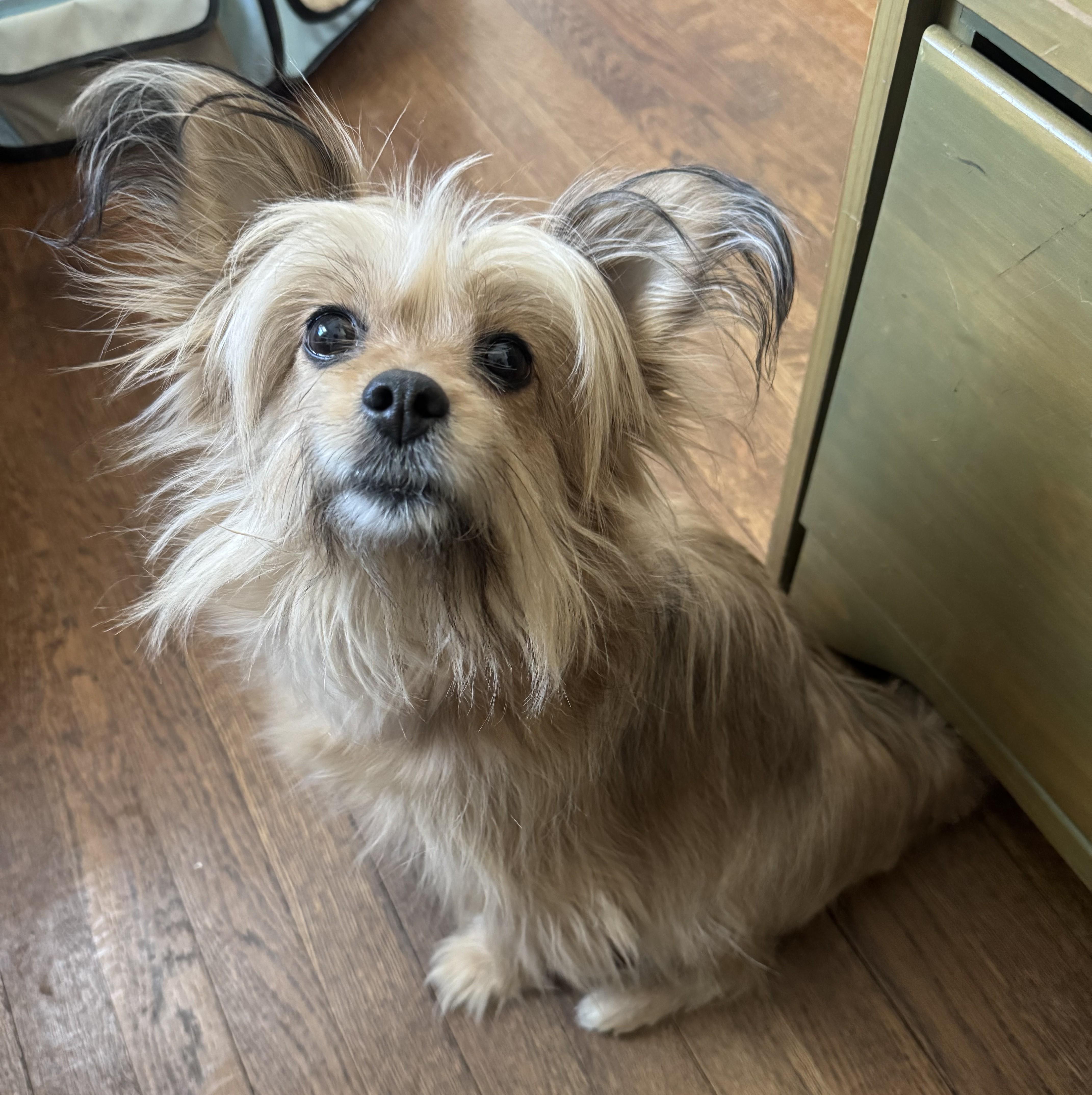 Laverne aka Mama, a ADOPTABLE mixed breed in Closter, NJ image 1/6