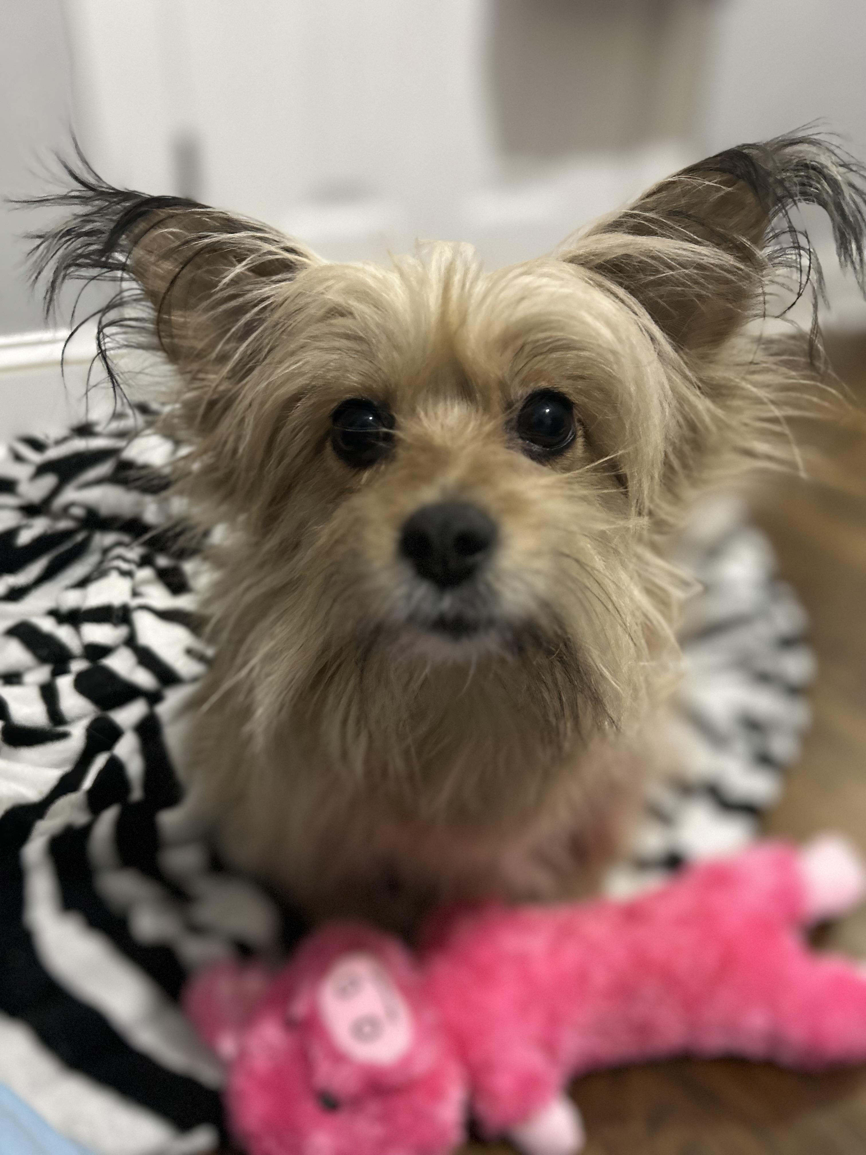 Laverne aka Mama, a ADOPTABLE mixed breed in Closter, NJ image 6/6