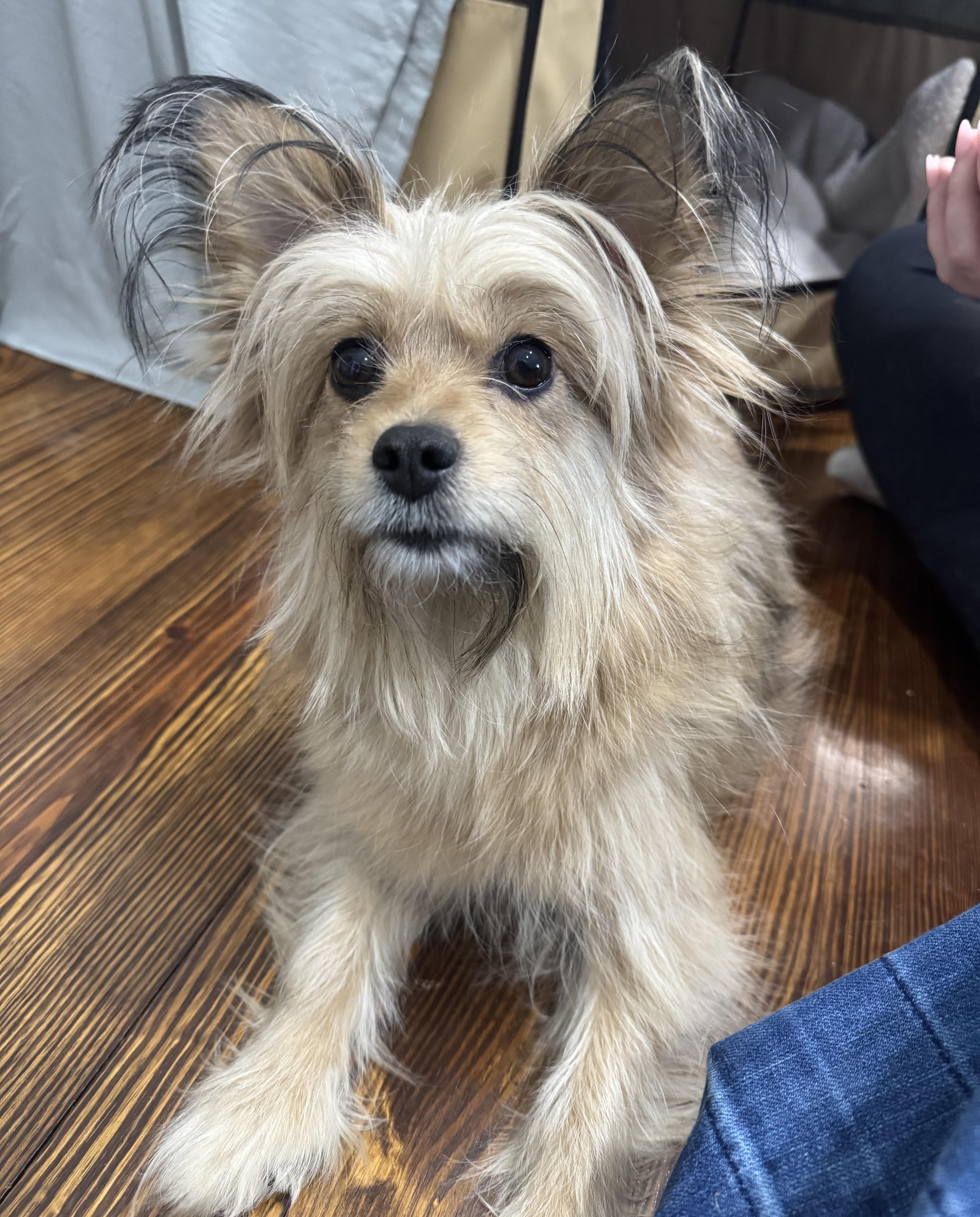 Laverne aka Mama, a ADOPTABLE mixed breed in Closter, NJ image 5/6
