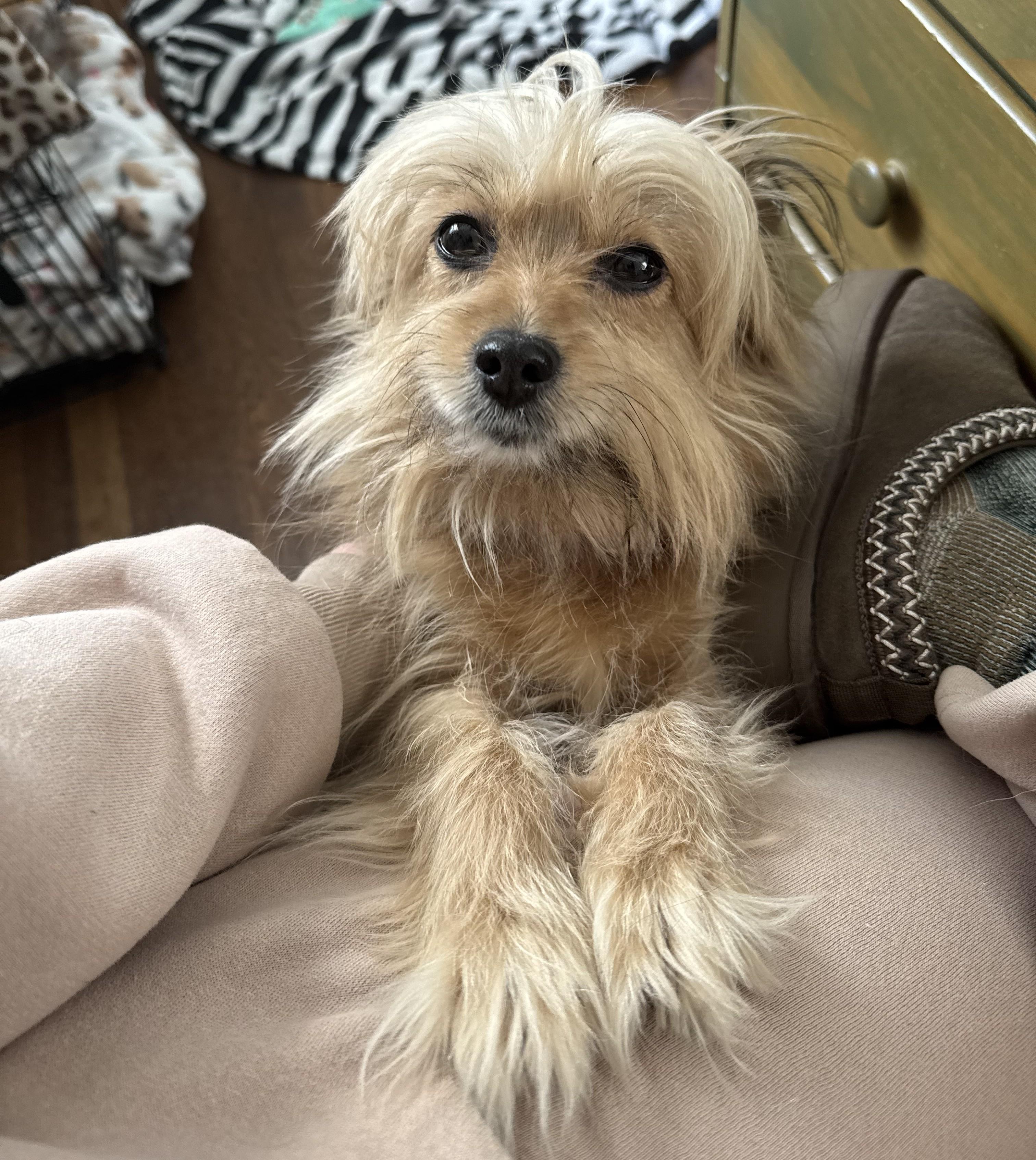 Laverne aka Mama, a ADOPTABLE mixed breed in Closter, NJ image 3/6