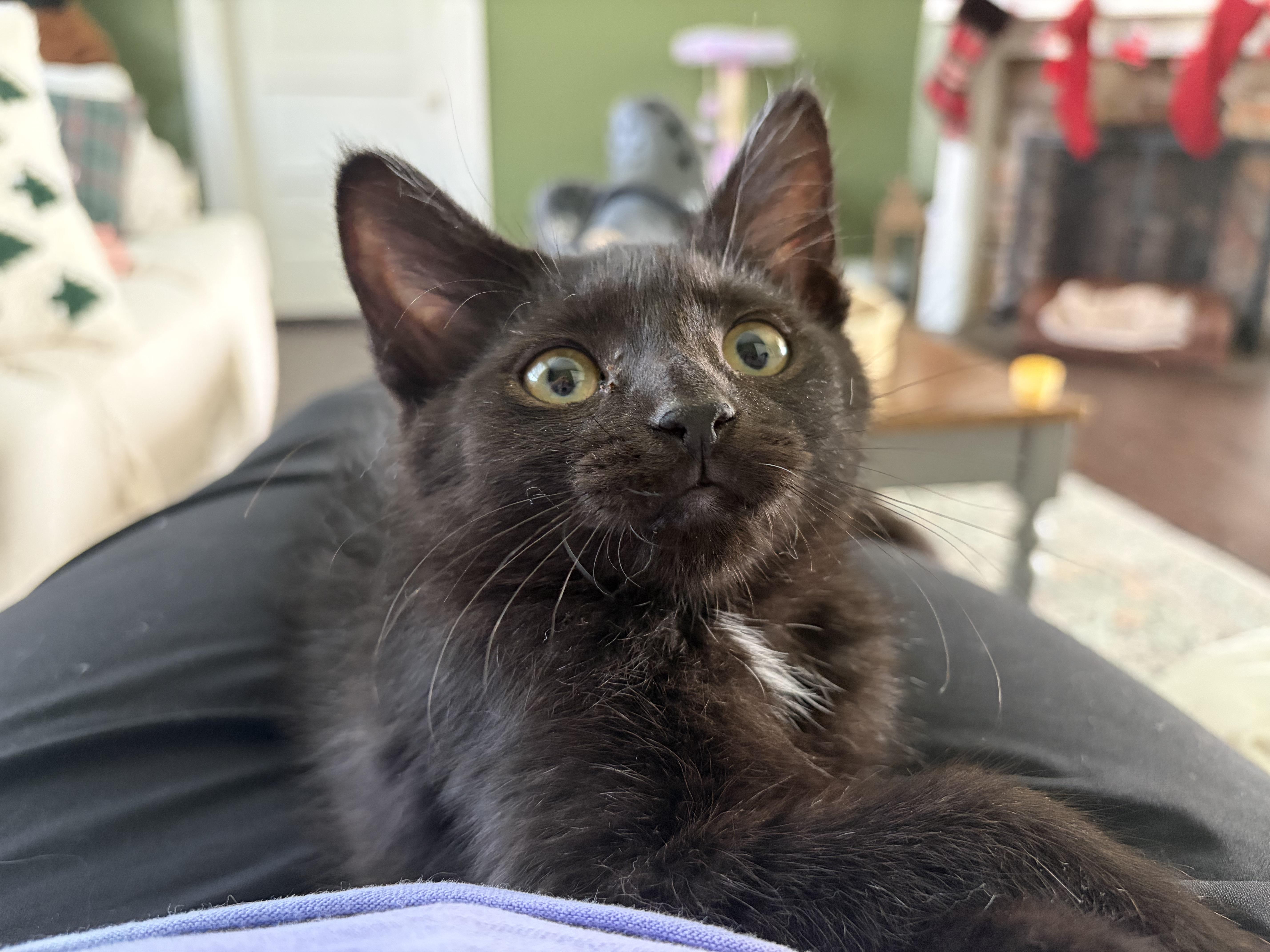 Enlarge Acktar, an adopted Domestic Short Hair in Bethel, OH image 4/4