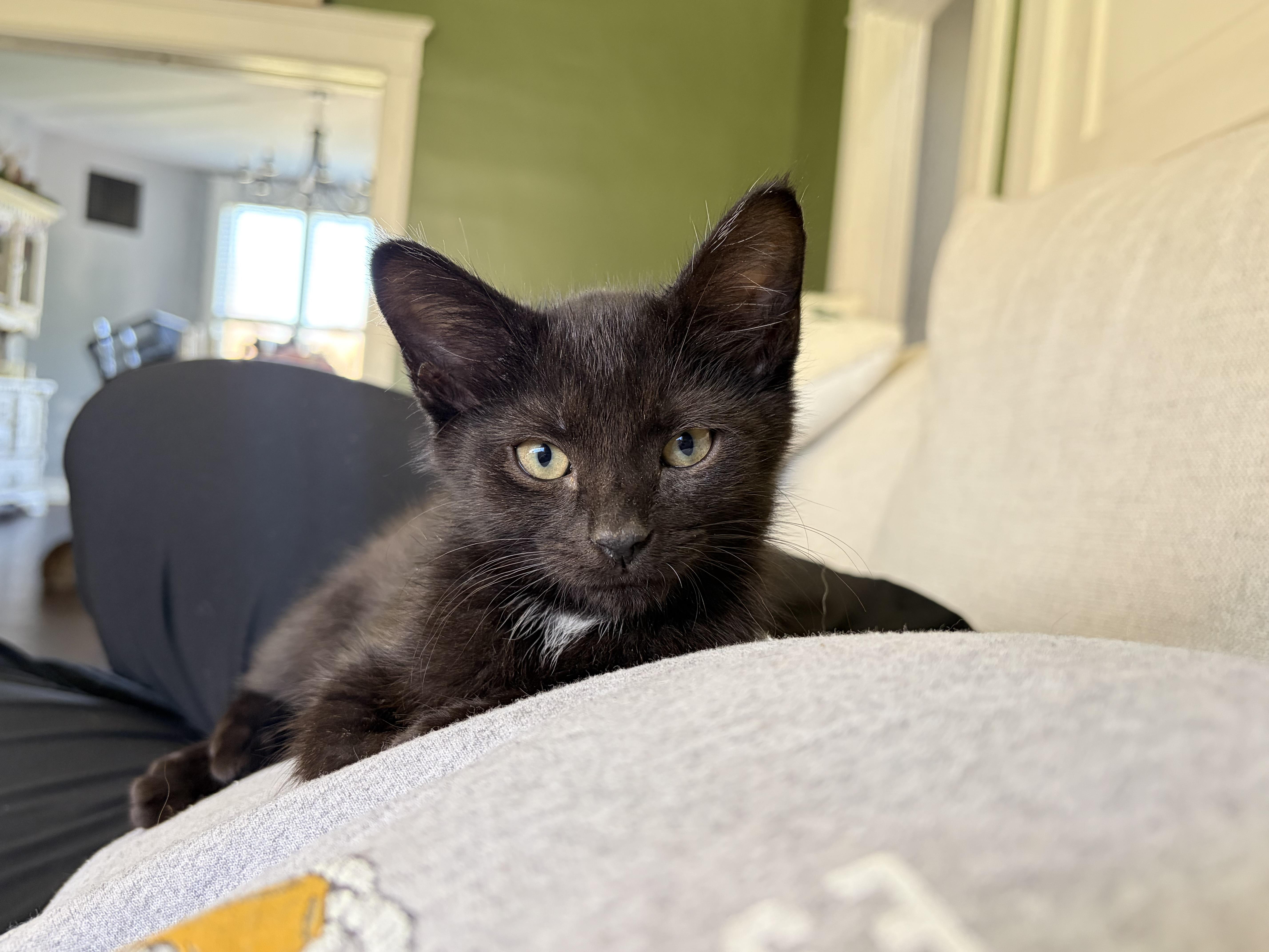 Enlarge Acktar, an adopted Domestic Short Hair in Bethel, OH image 3/4