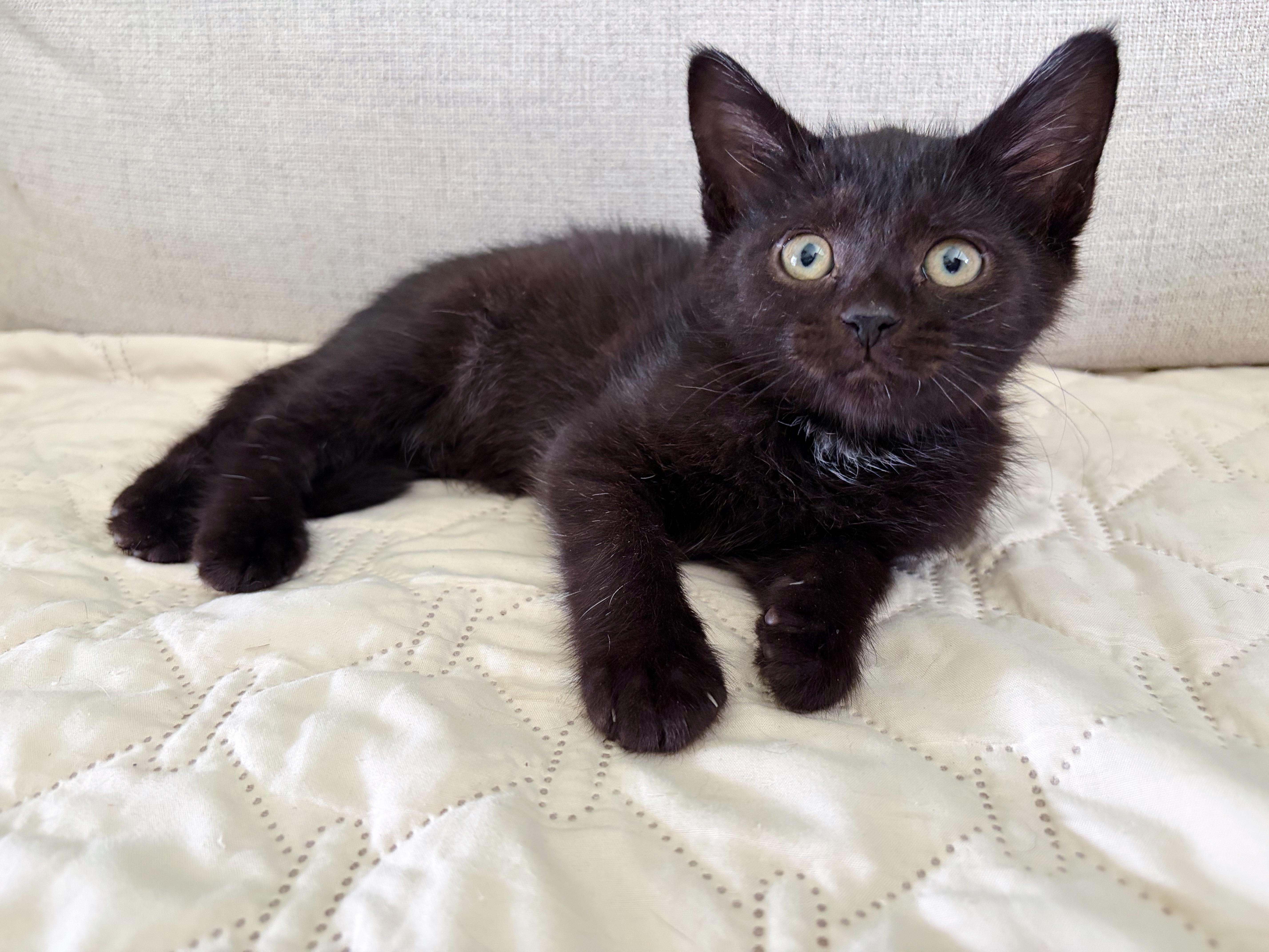 Enlarge Acktar, an adopted Domestic Short Hair in Bethel, OH image 1/4