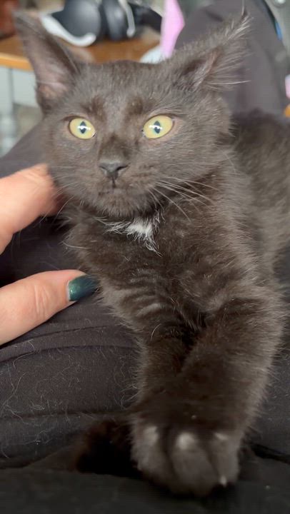 Enlarge Acktar, an adopted Domestic Short Hair in Bethel, OH video 2/4