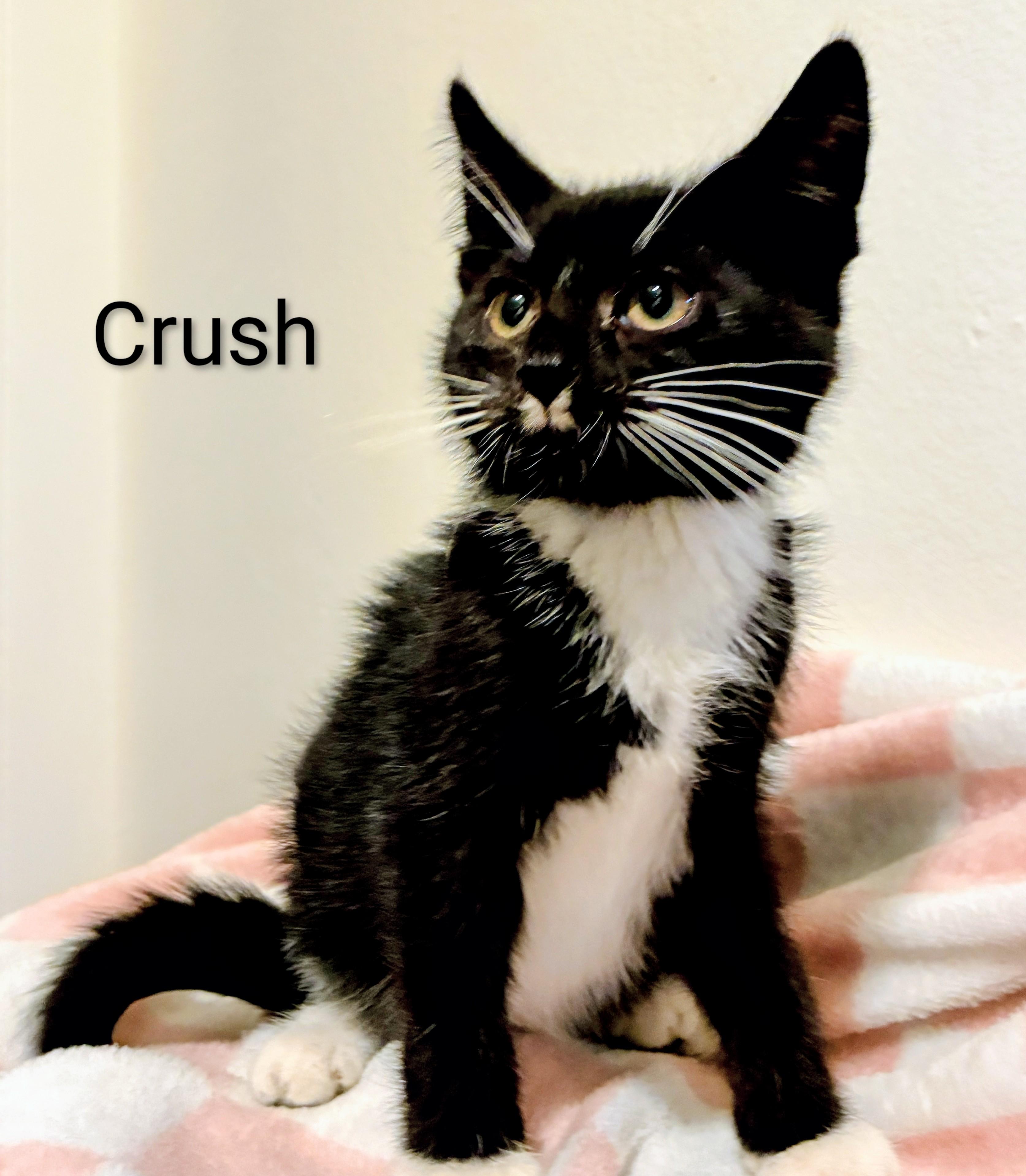 Enlarge Crush, a Adoptable Domestic Short Hair in Binghamton, NY image 1/4