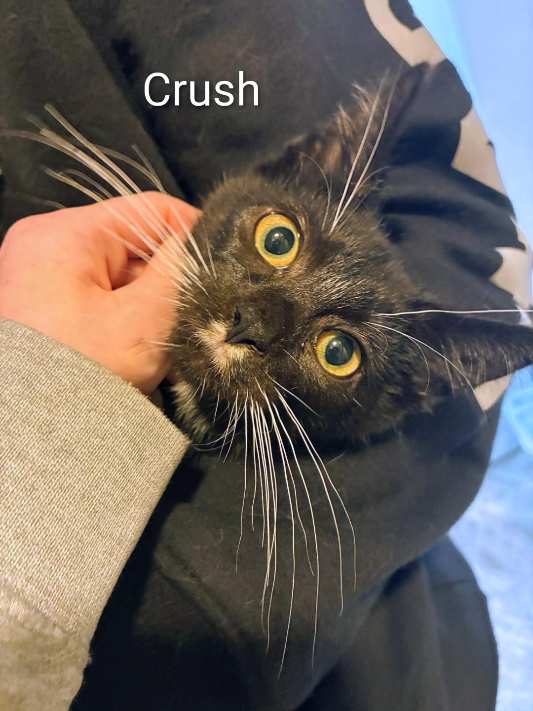 Enlarge Crush, a Adoptable Domestic Short Hair in Binghamton, NY image 2/4